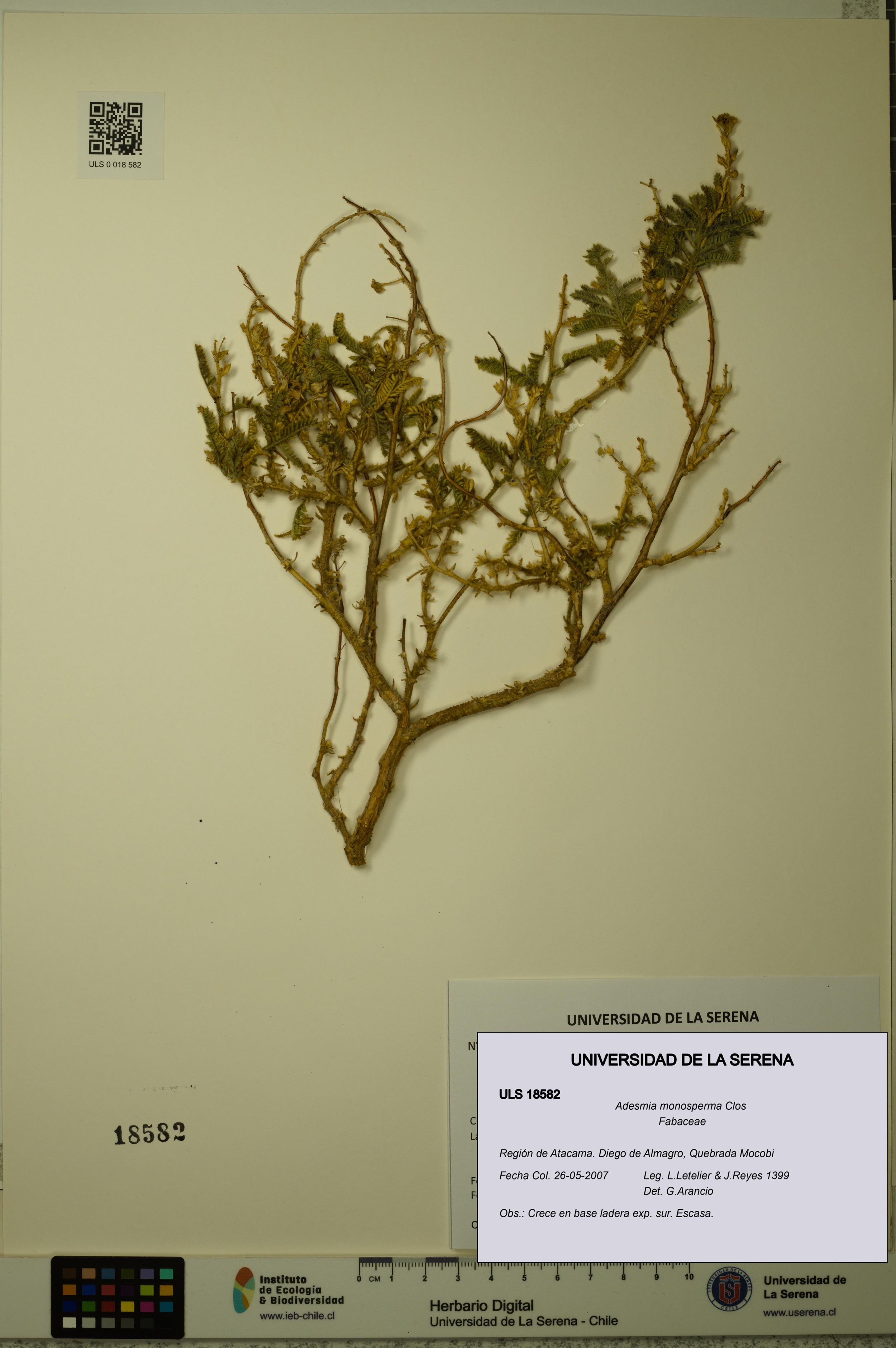 Adesmia monosperma [Espécimen: ]