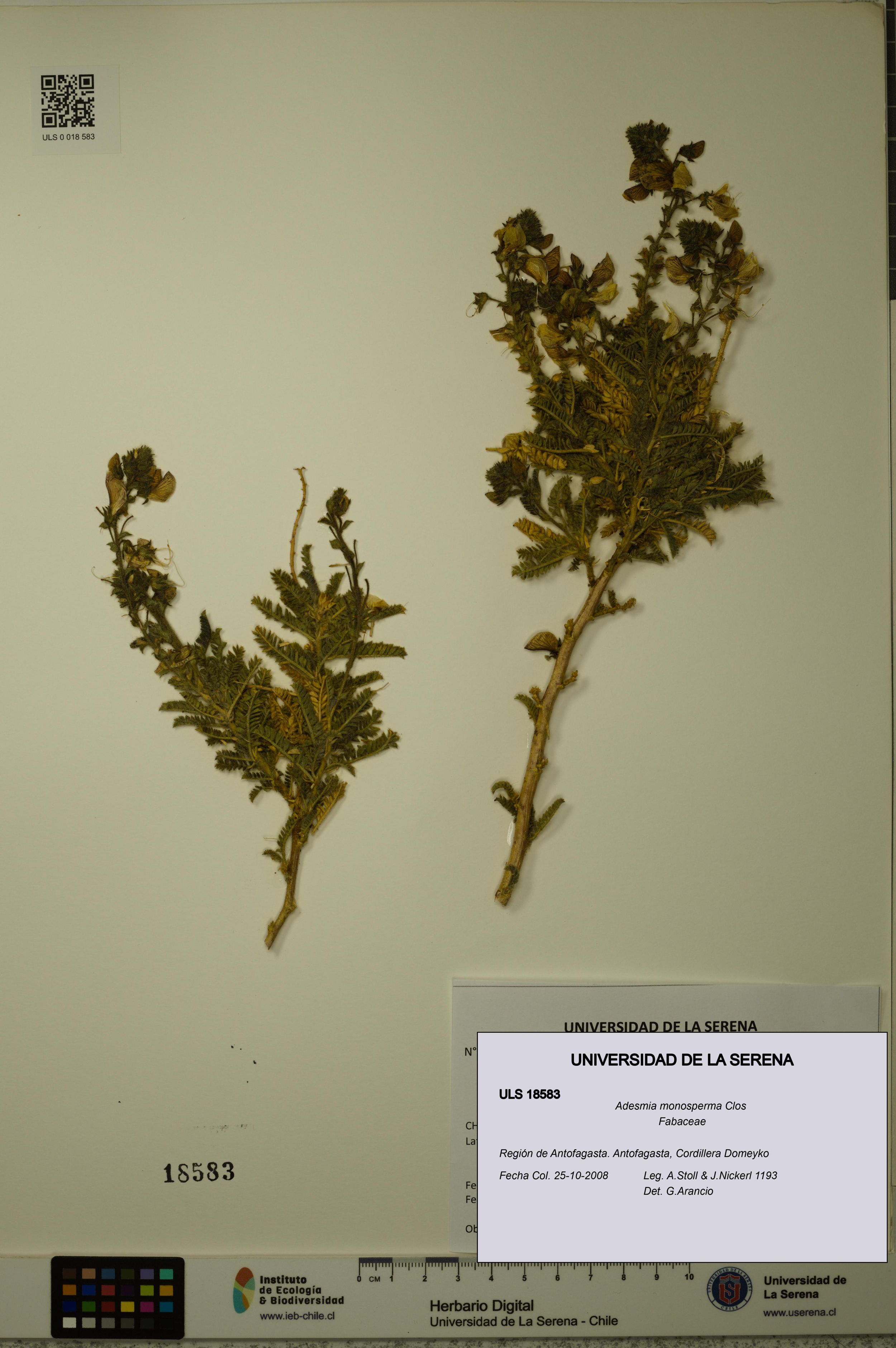 Adesmia monosperma [Espécimen: ]