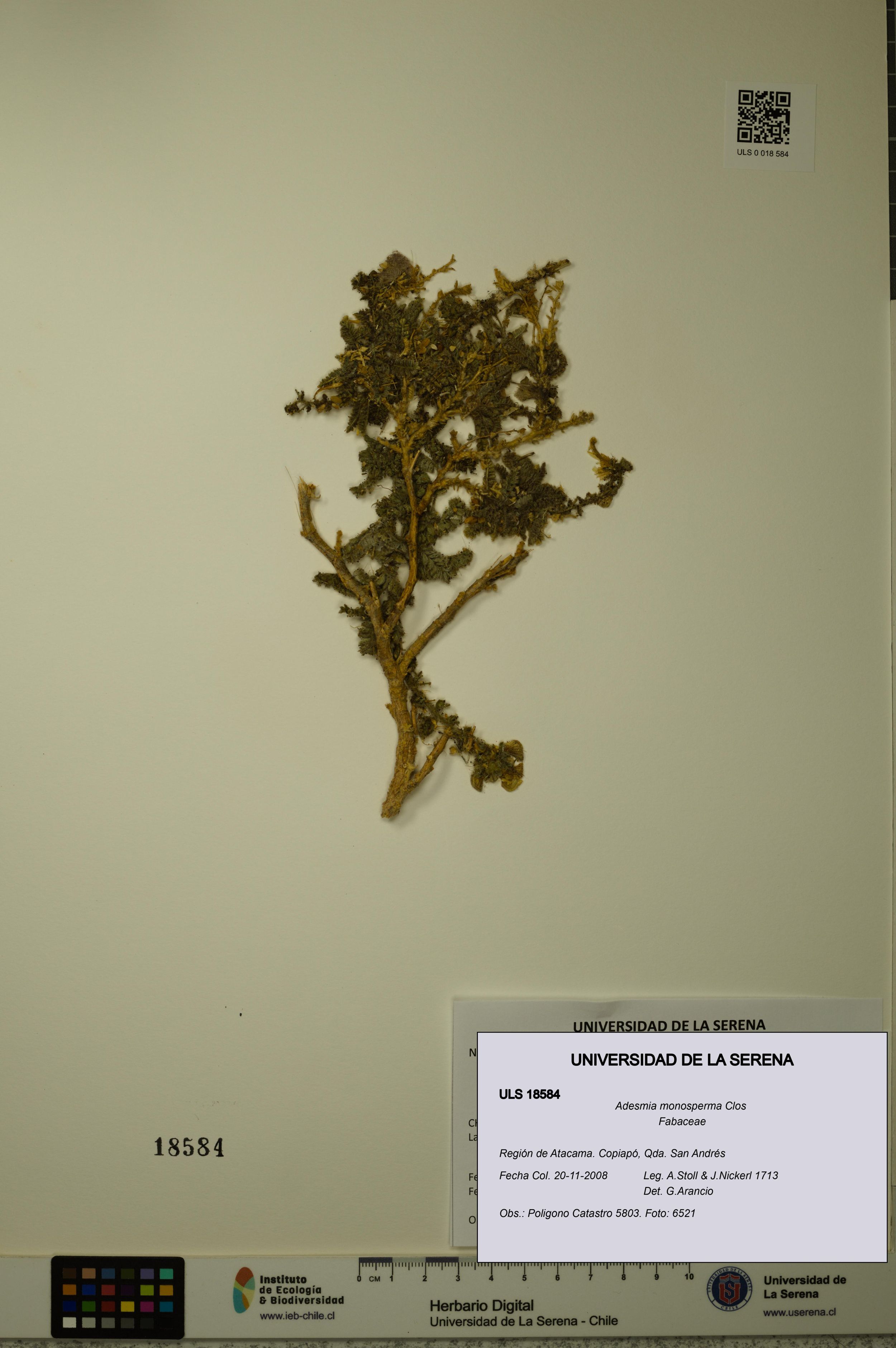 Adesmia monosperma [Espécimen: ]