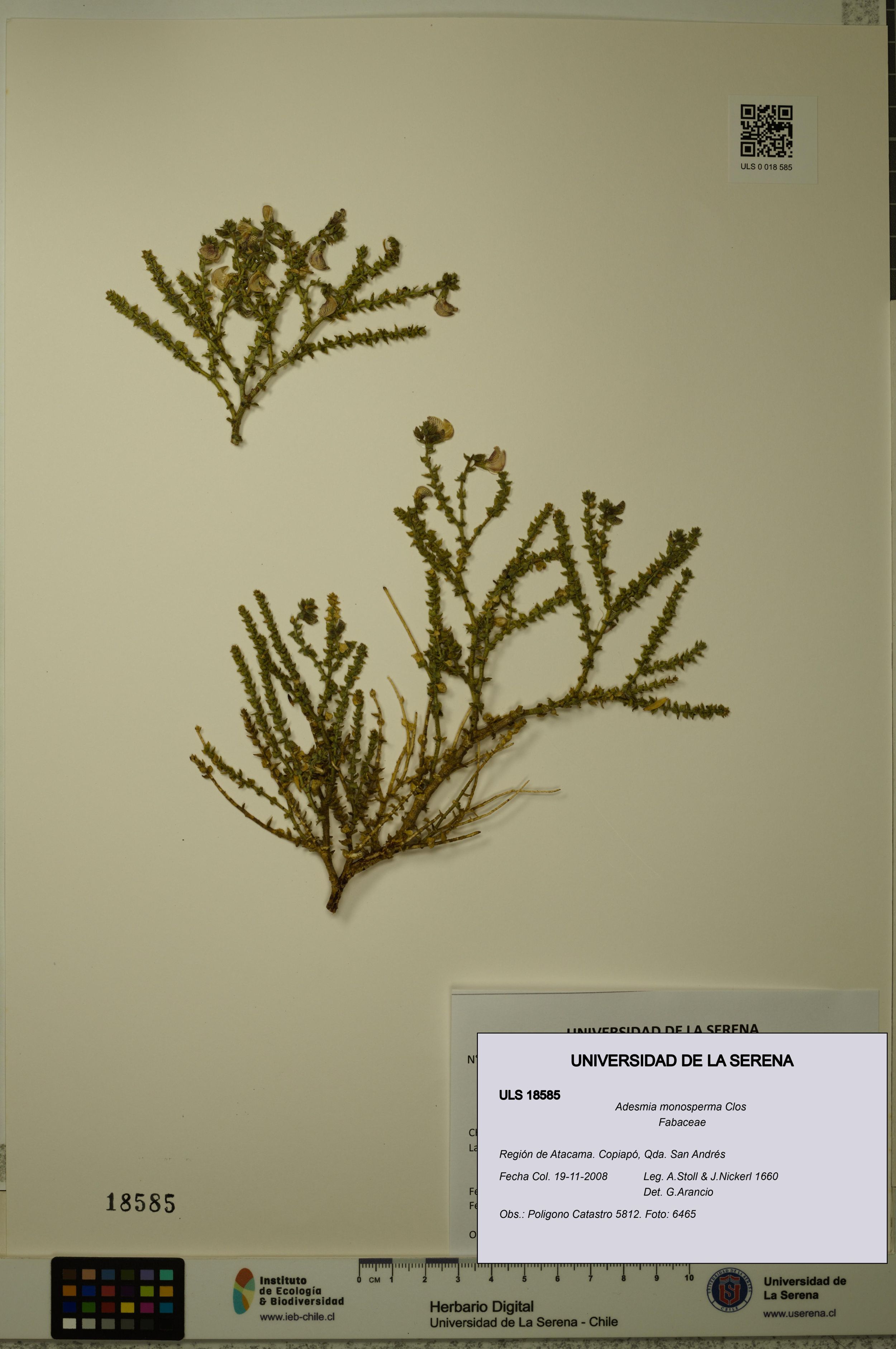 Adesmia monosperma [Espécimen: ]