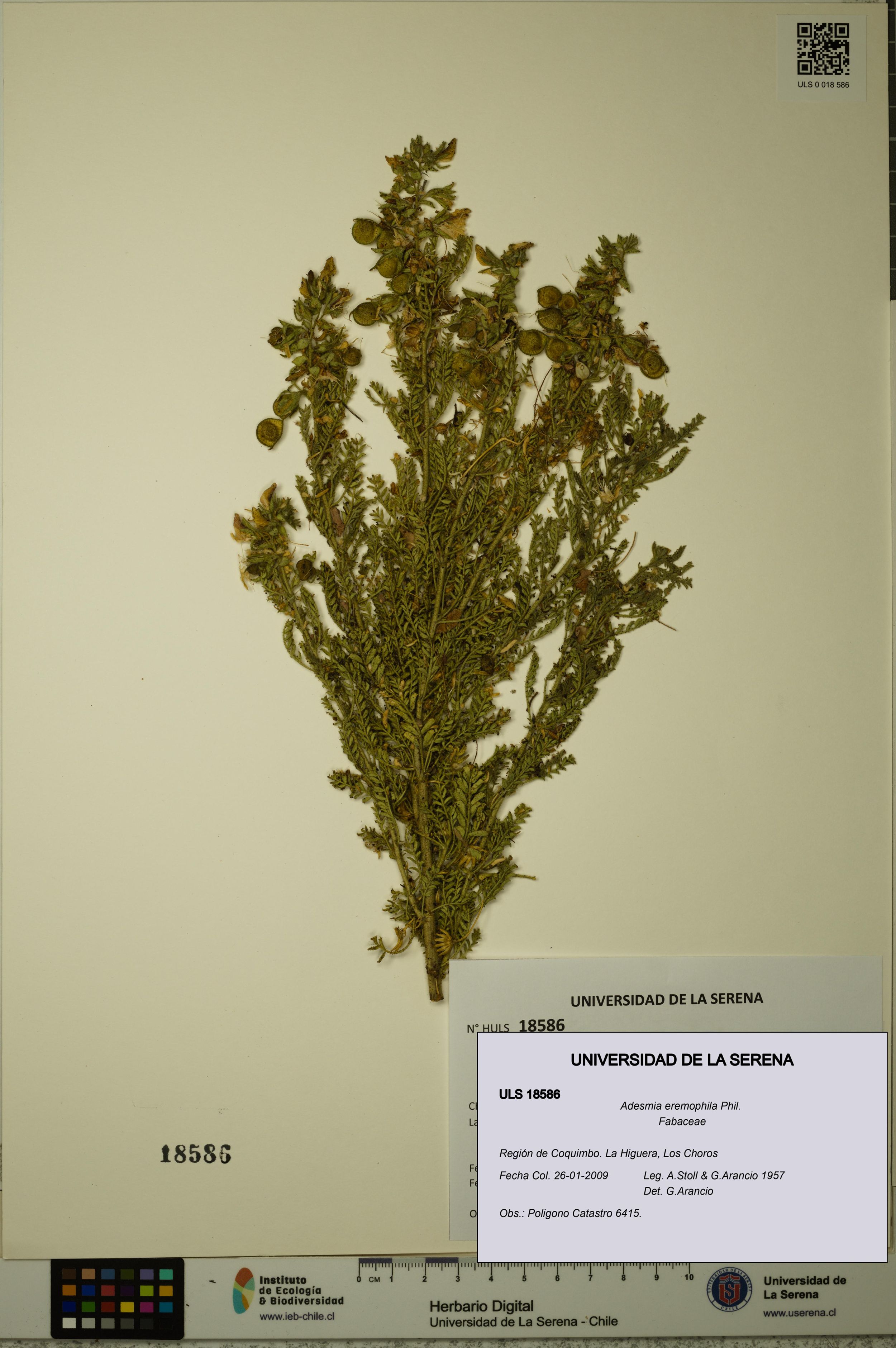 Adesmia eremophila [Espécimen: ]