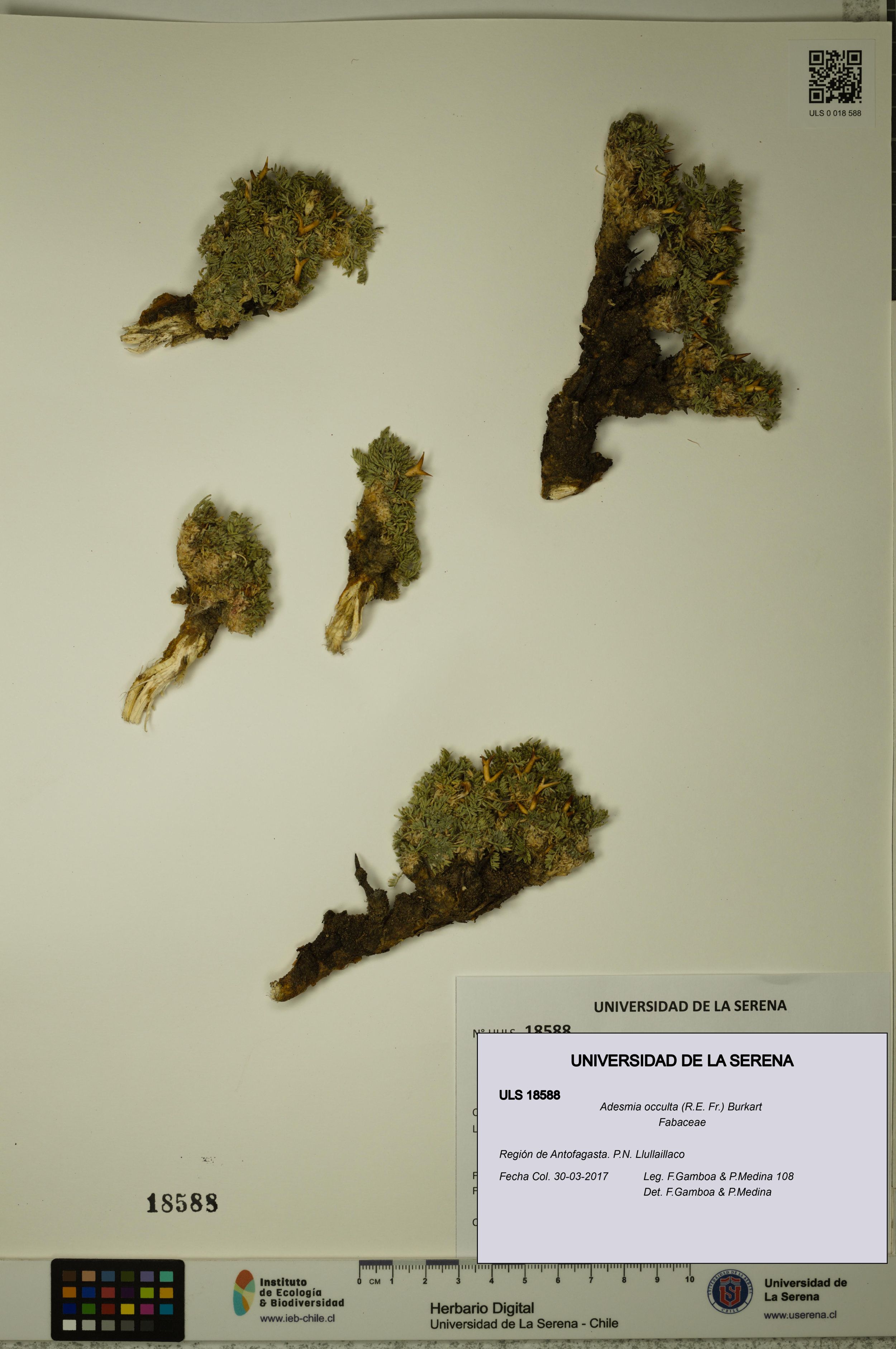 Adesmia occulta [Espécimen: ]