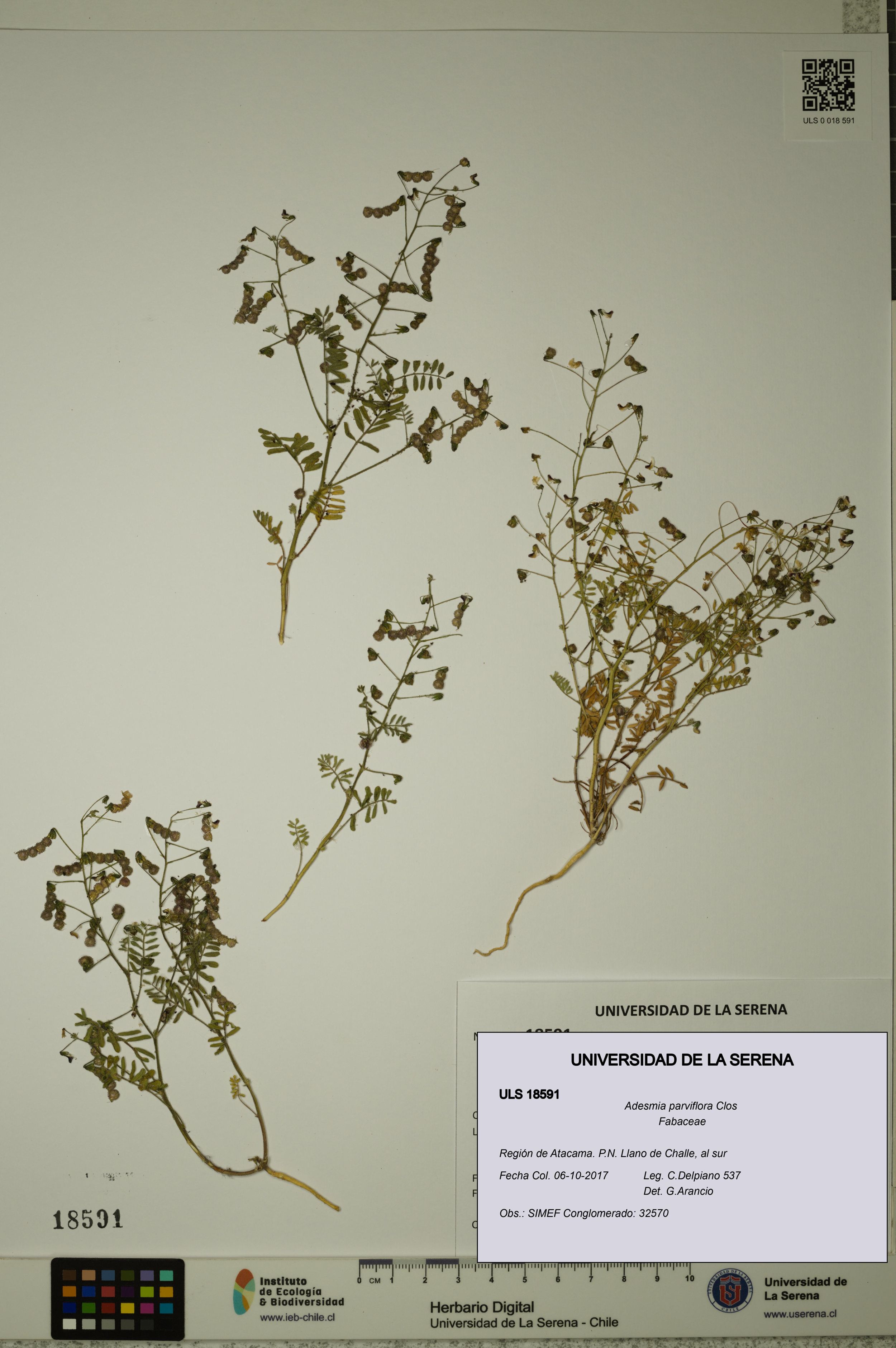 Adesmia parviflora [Espécimen: ]