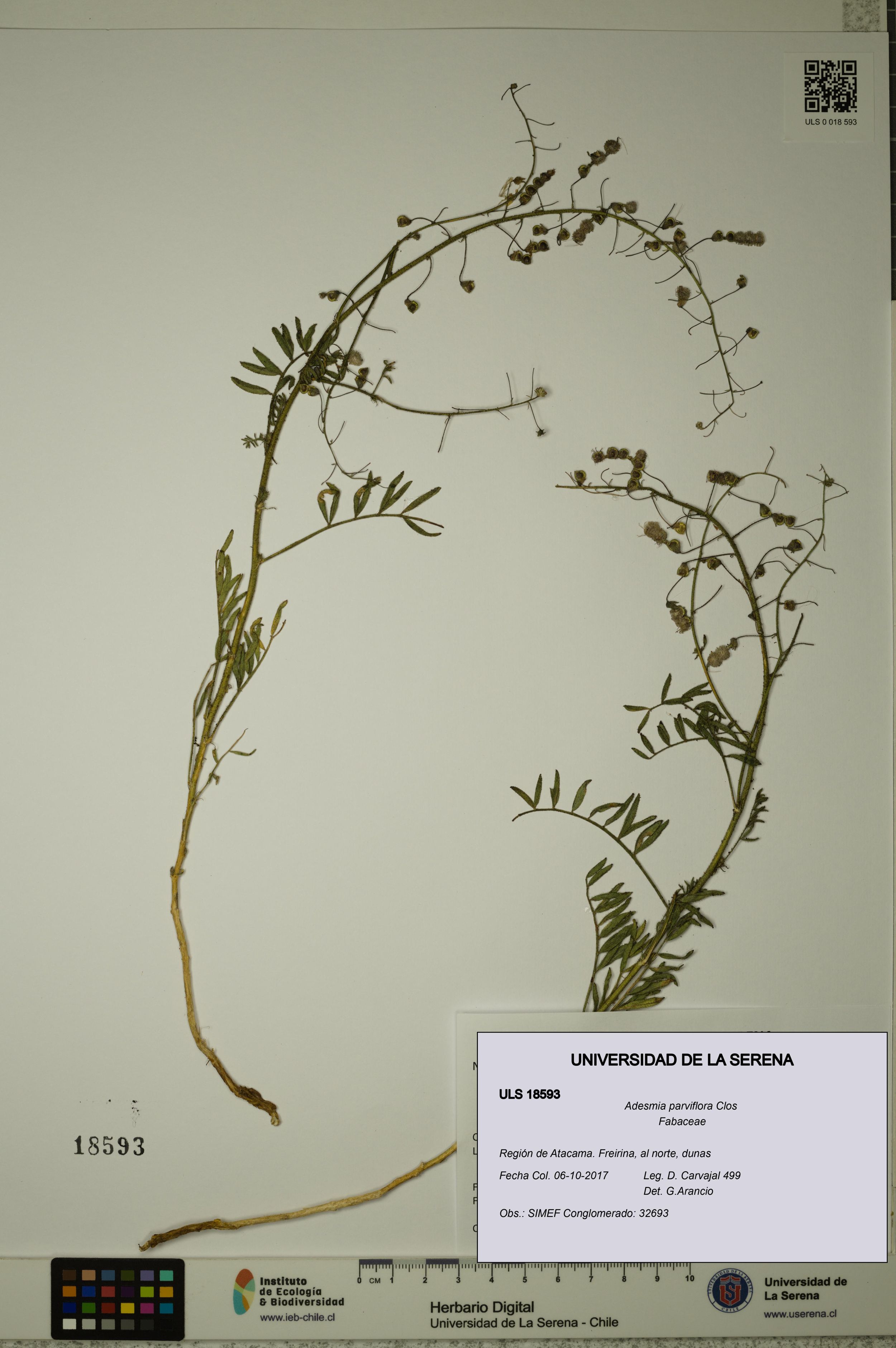 Adesmia parviflora [Espécimen: ]