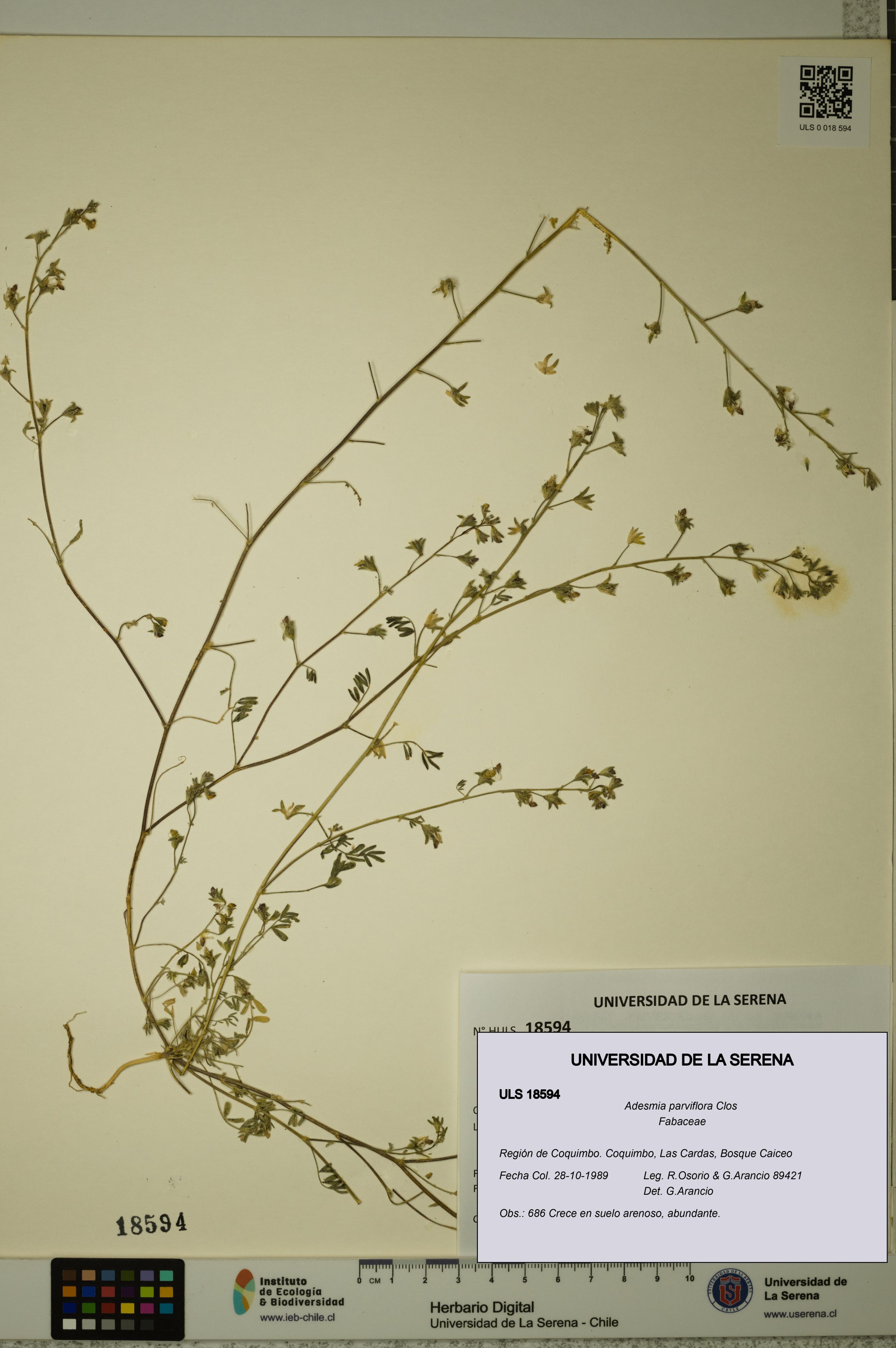 Adesmia parviflora [Espécimen: ]