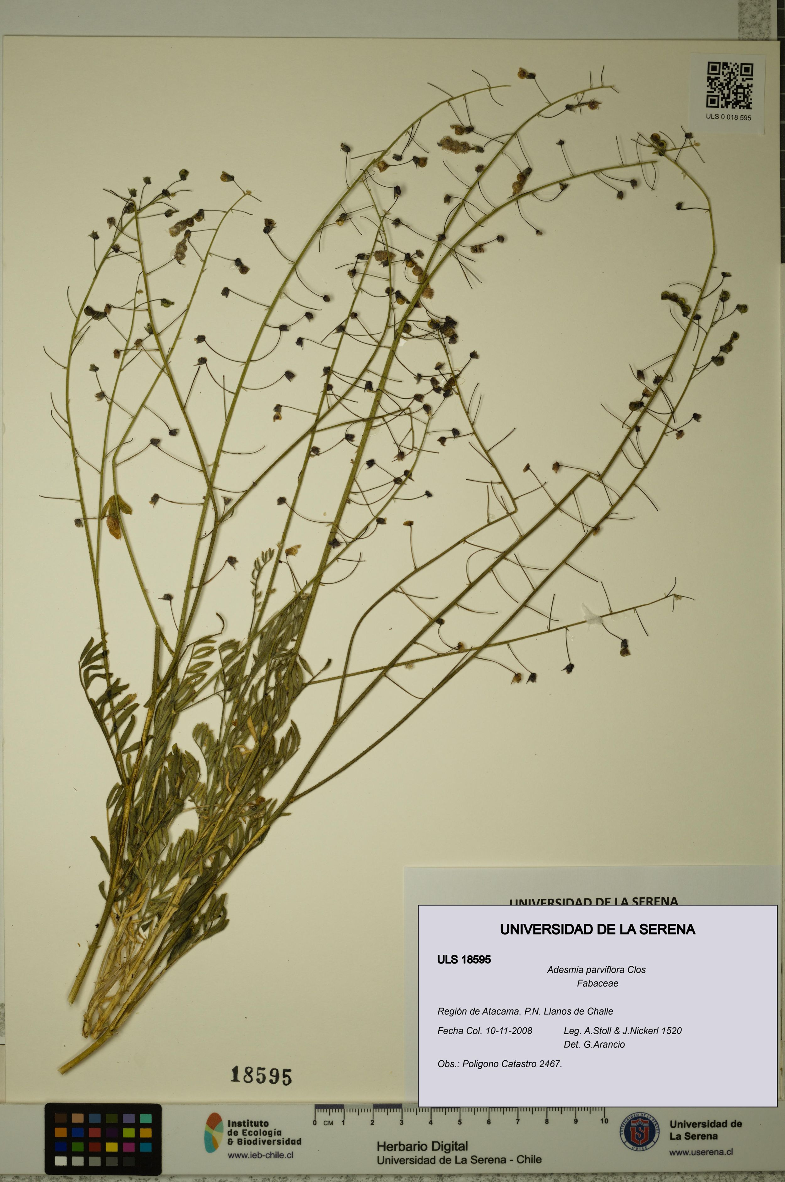 Adesmia parviflora [Espécimen: ]