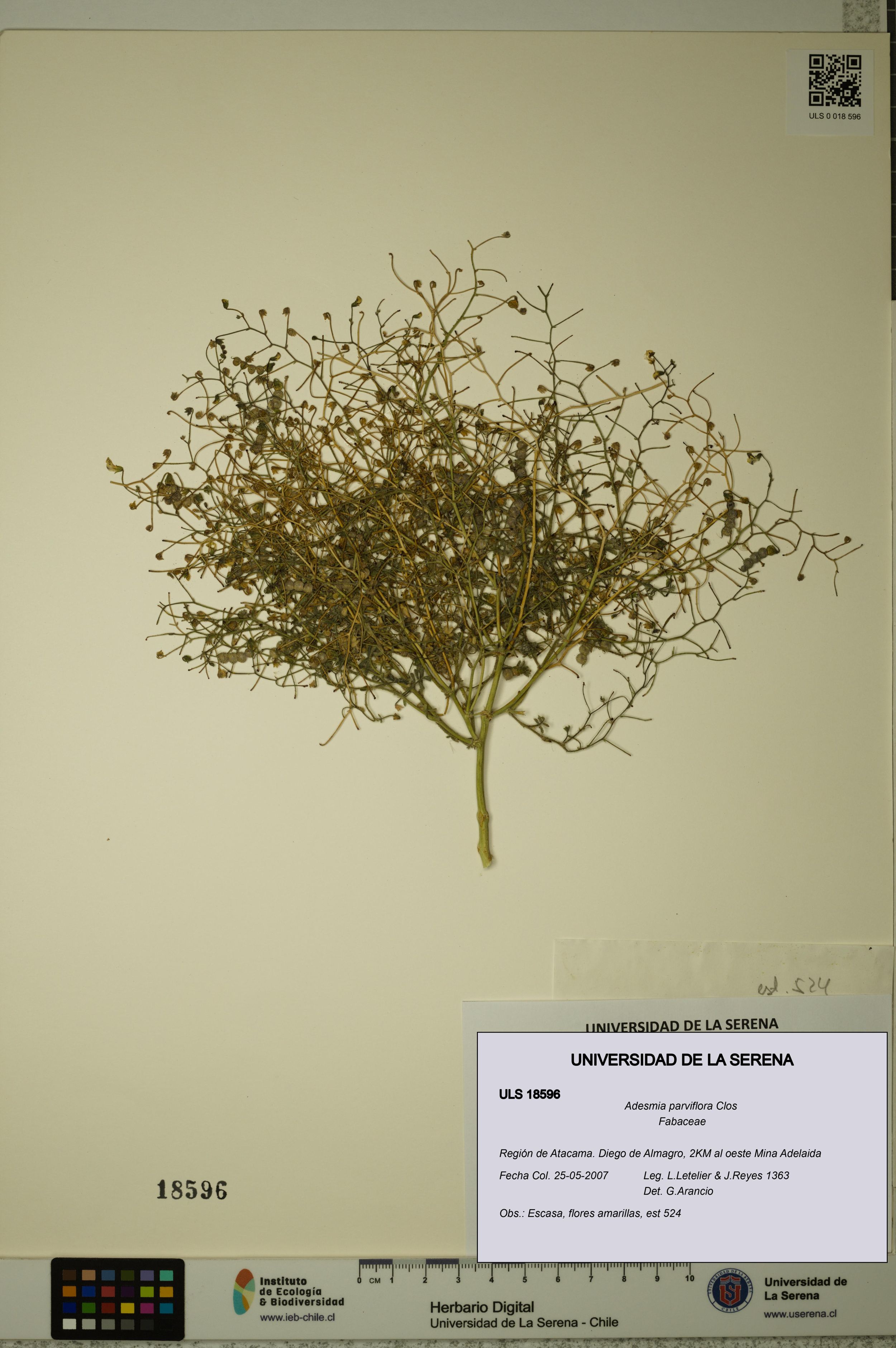 Adesmia parviflora [Espécimen: ]