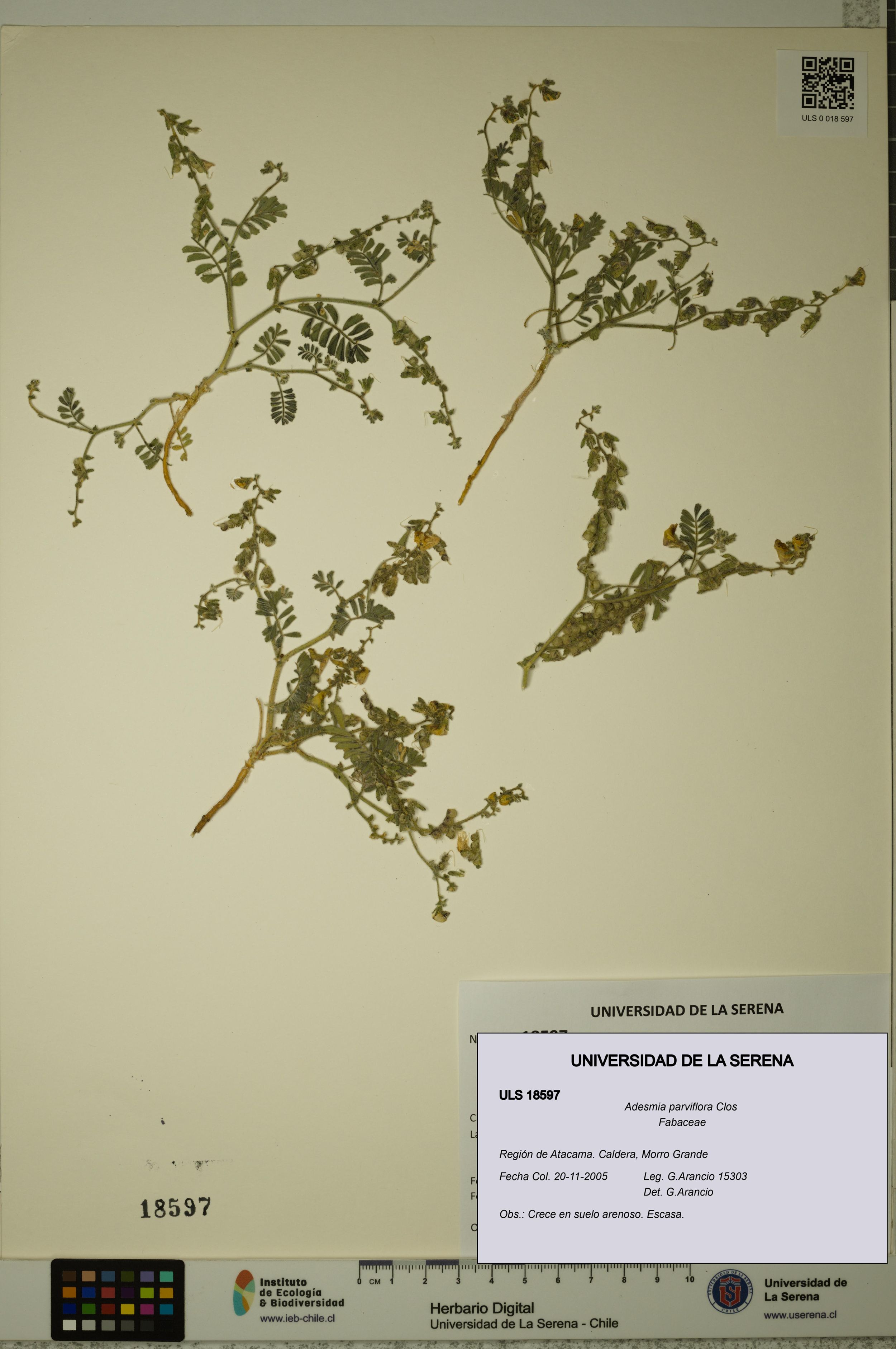 Adesmia parviflora [Espécimen: ]