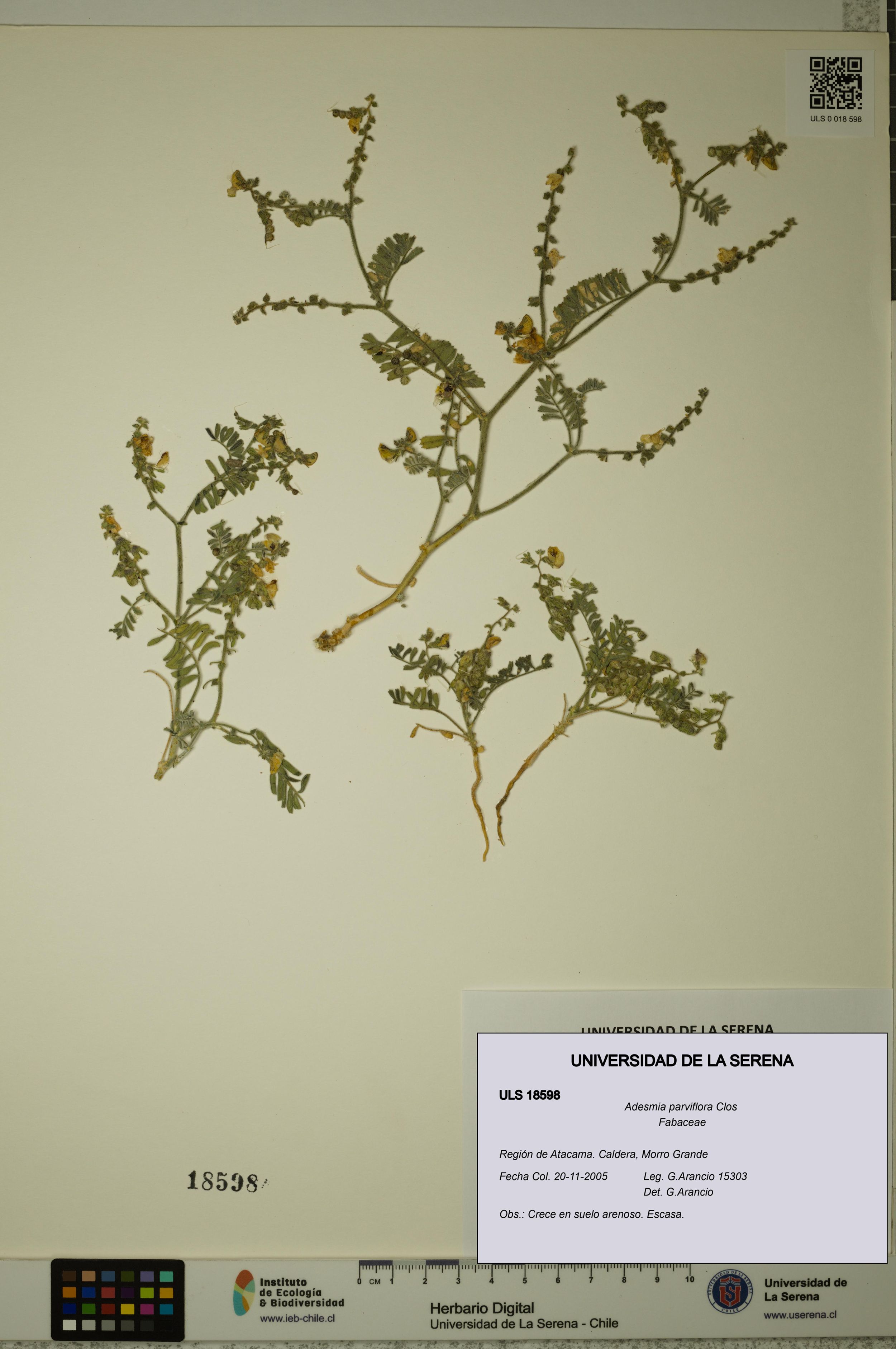 Adesmia parviflora [Espécimen: ]