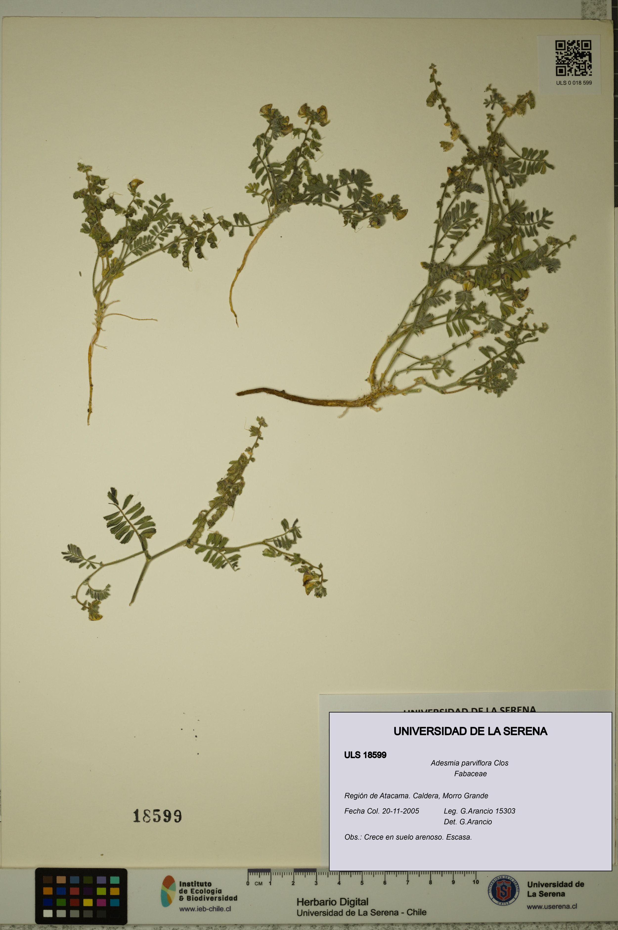 Adesmia parviflora [Espécimen: ]