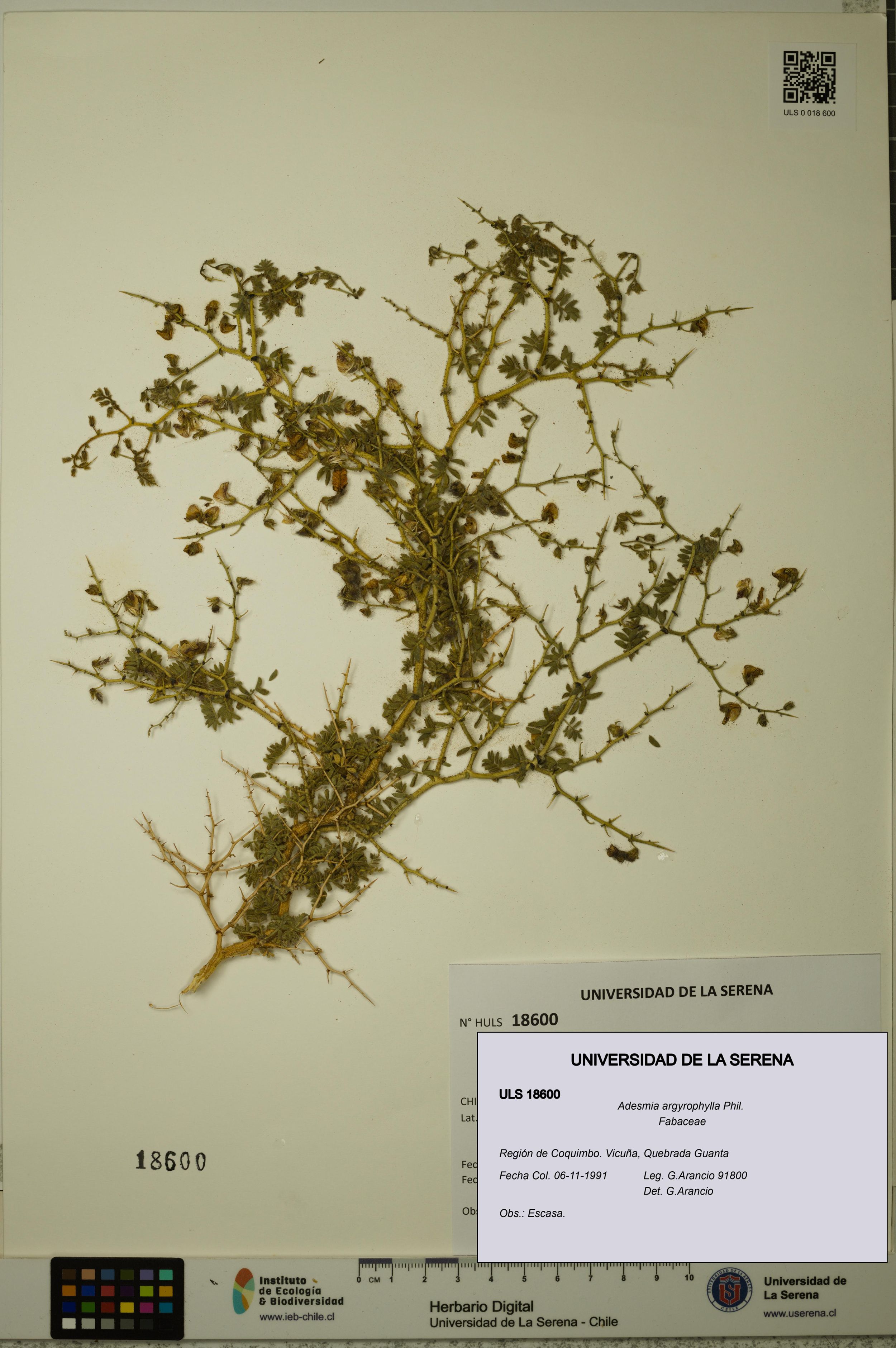 Adesmia argyrophylla [Espécimen: ]