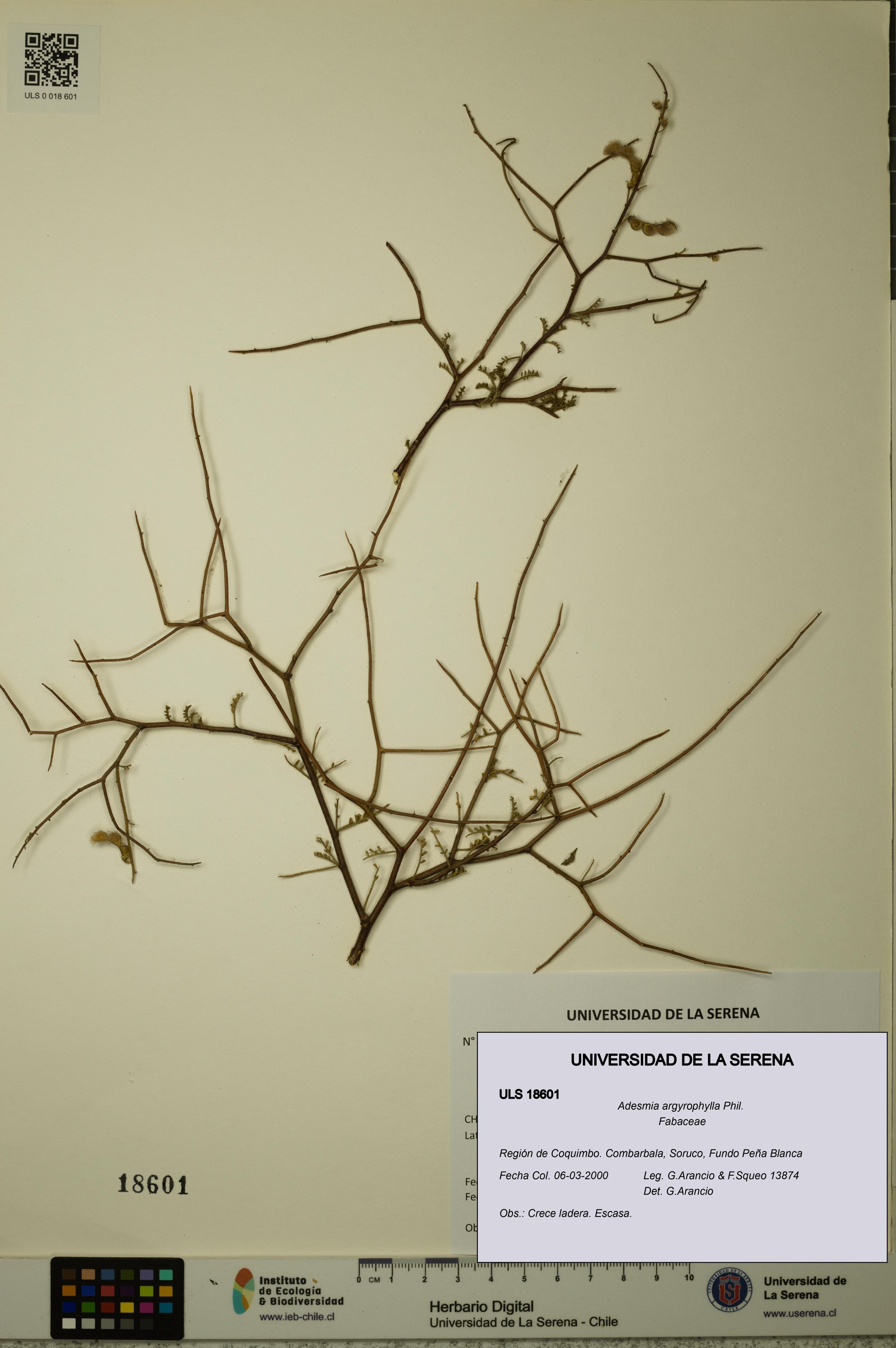 Adesmia argyrophylla [Espécimen: ]