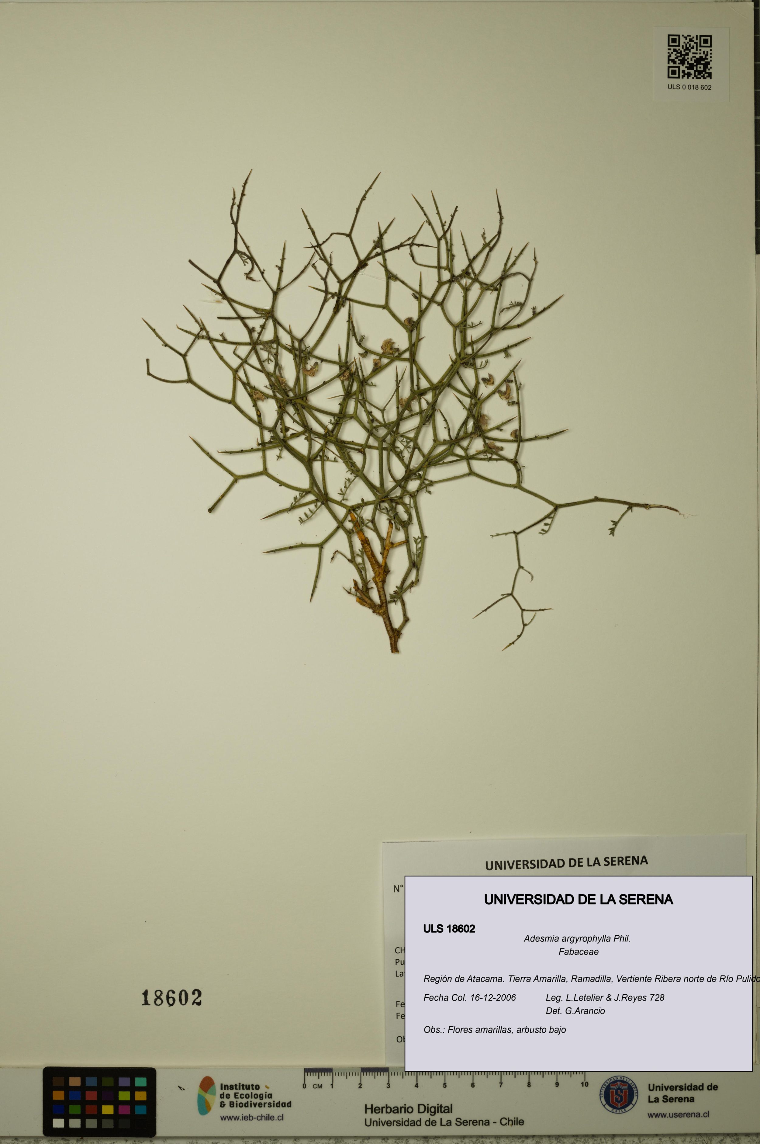 Adesmia argyrophylla [Espécimen: ]