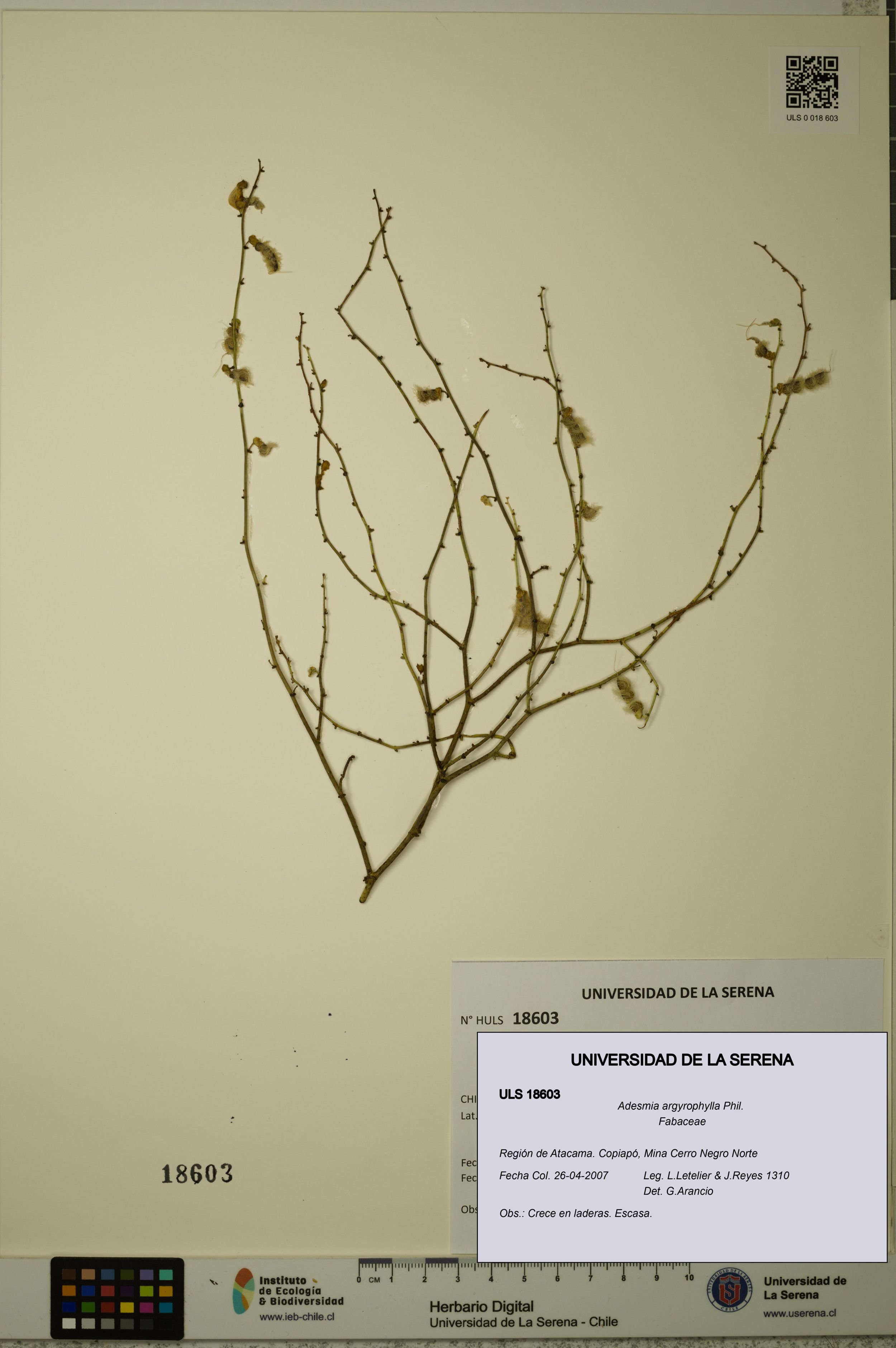 Adesmia argyrophylla [Espécimen: ]