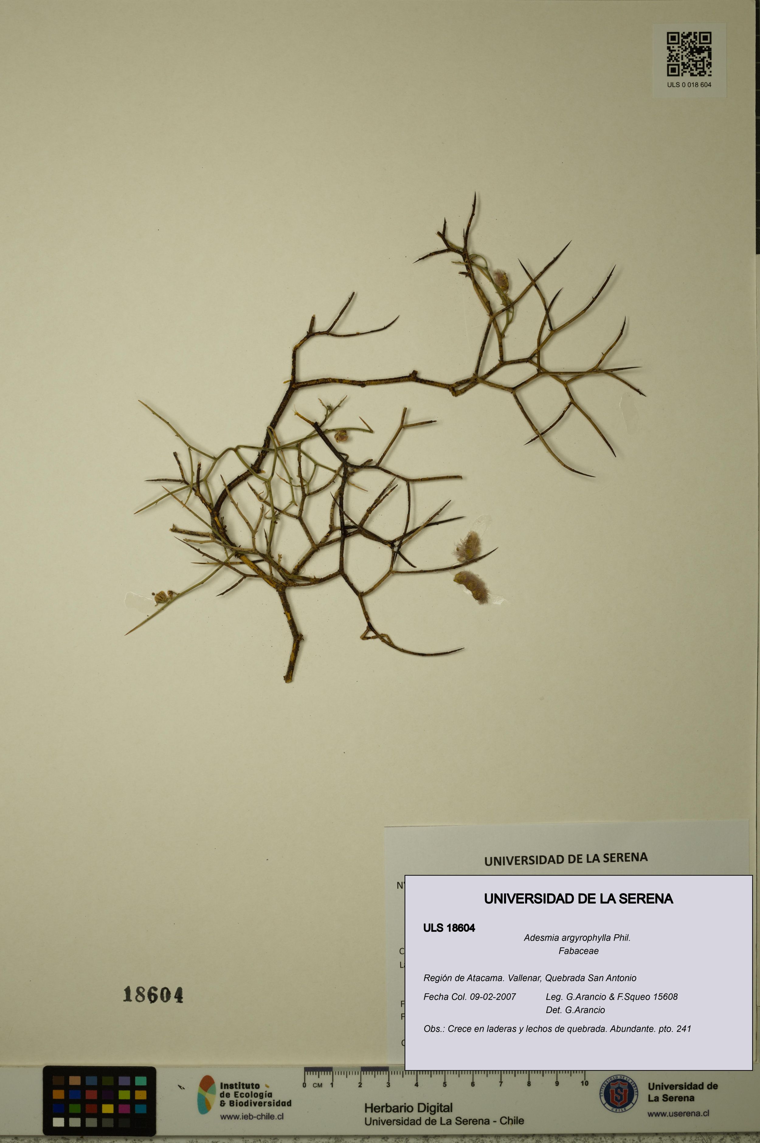 Adesmia argyrophylla [Espécimen: ]
