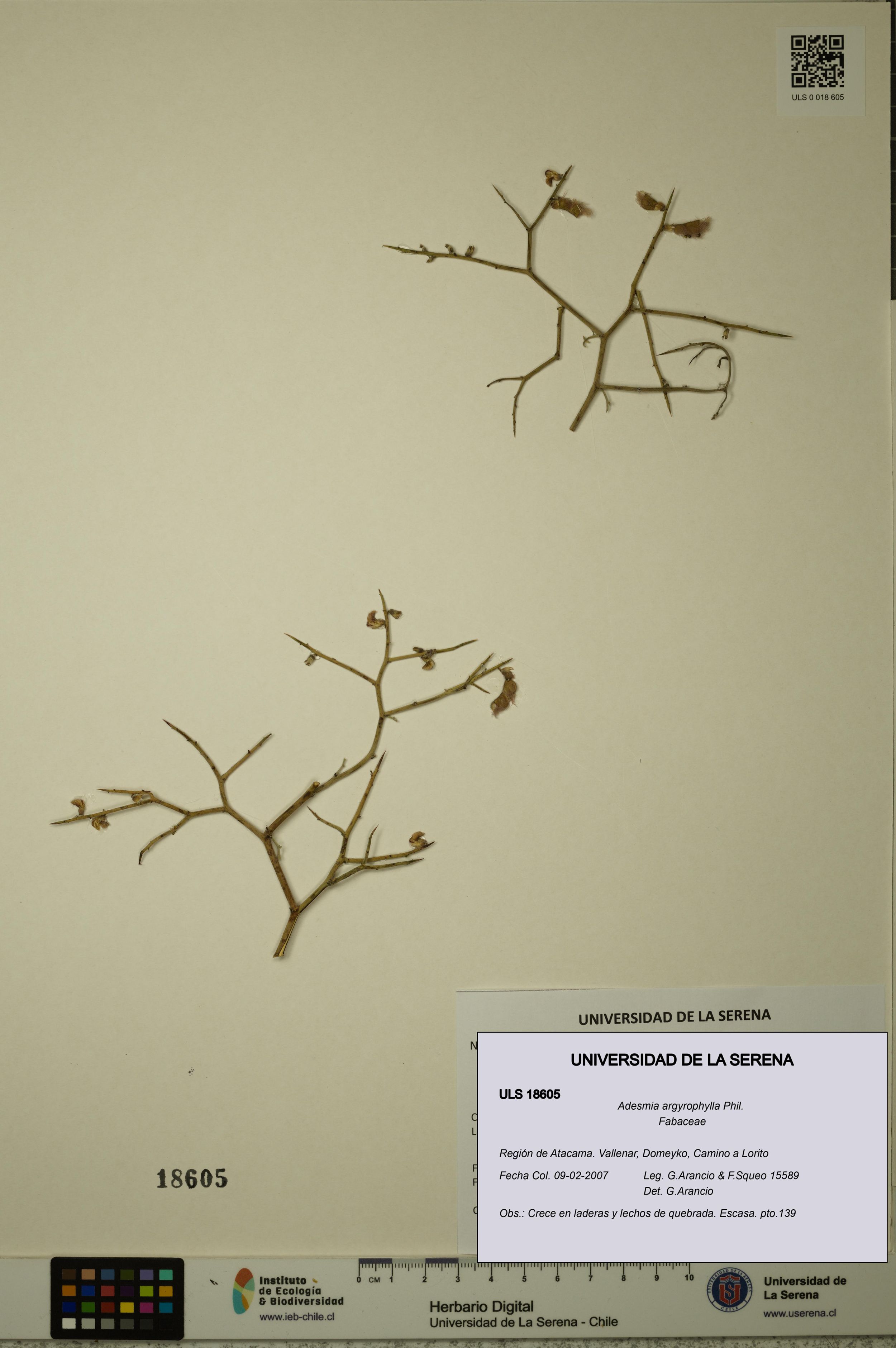 Adesmia argyrophylla [Espécimen: ]