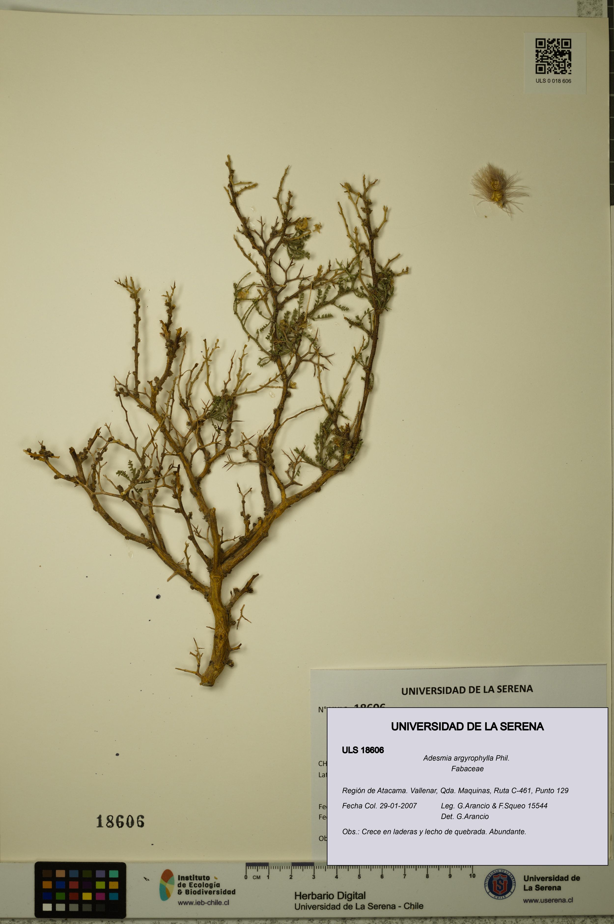 Adesmia argyrophylla [Espécimen: ]