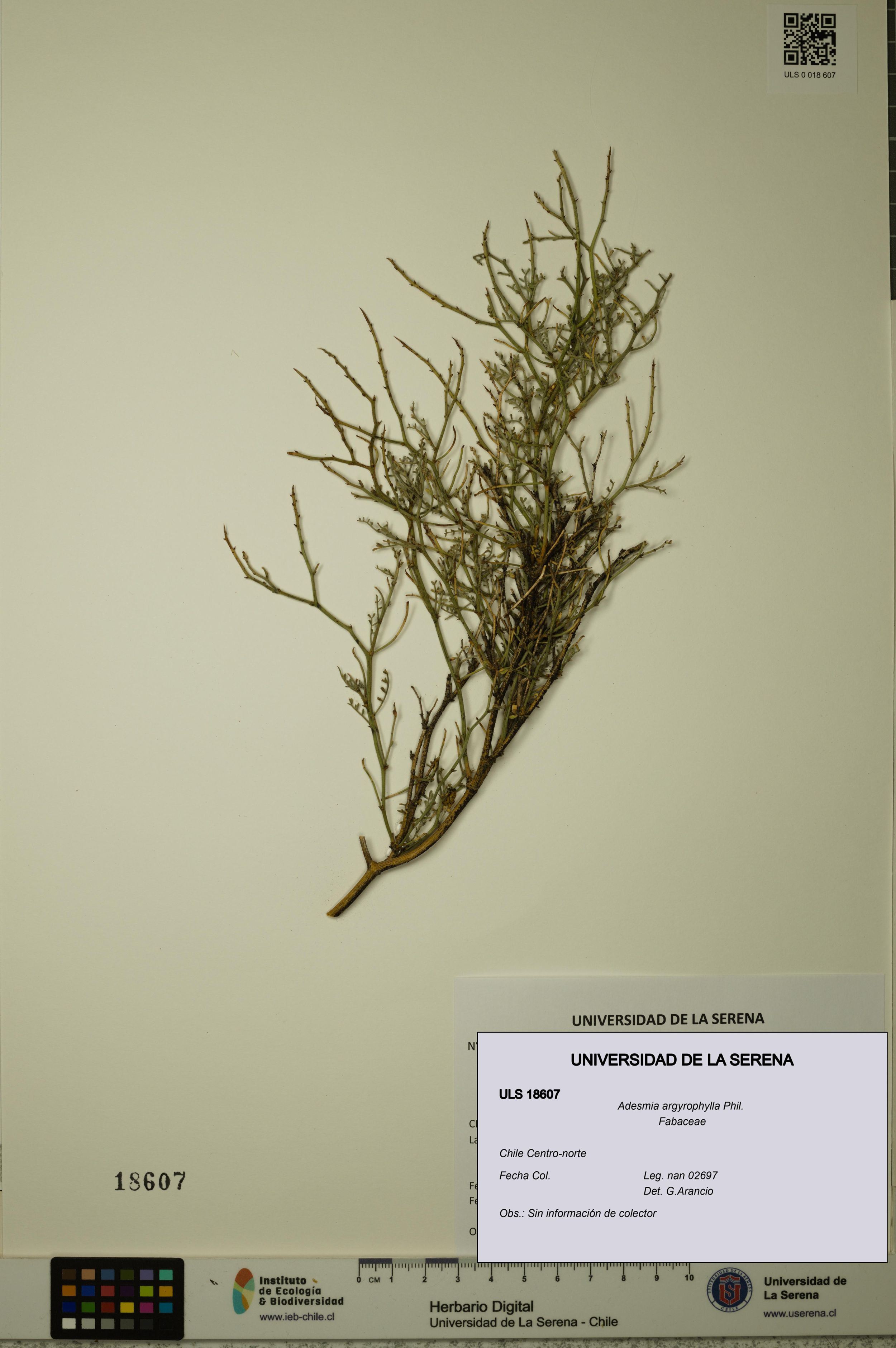 Adesmia argyrophylla [Espécimen: ]