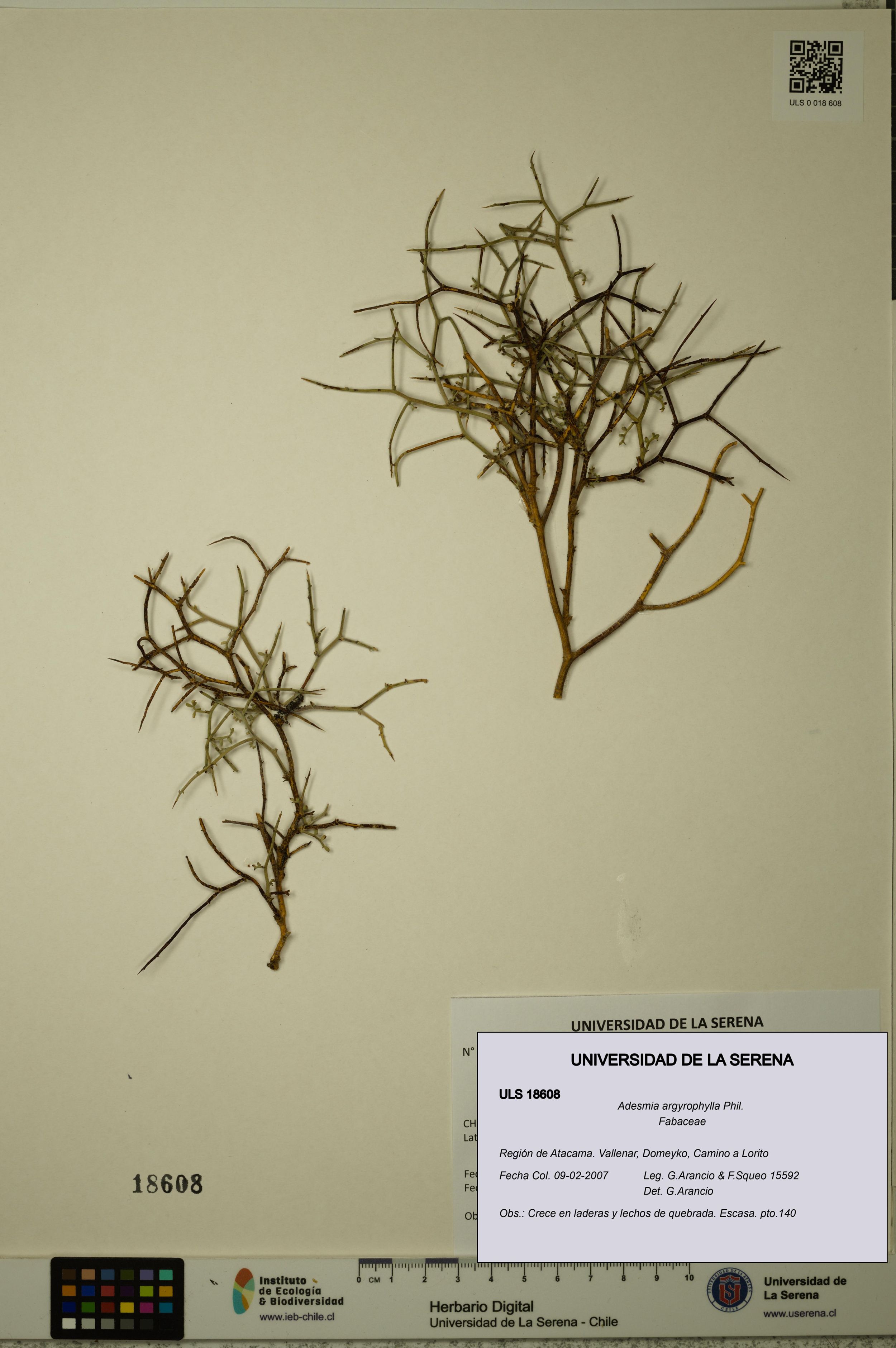 Adesmia argyrophylla [Espécimen: ]
