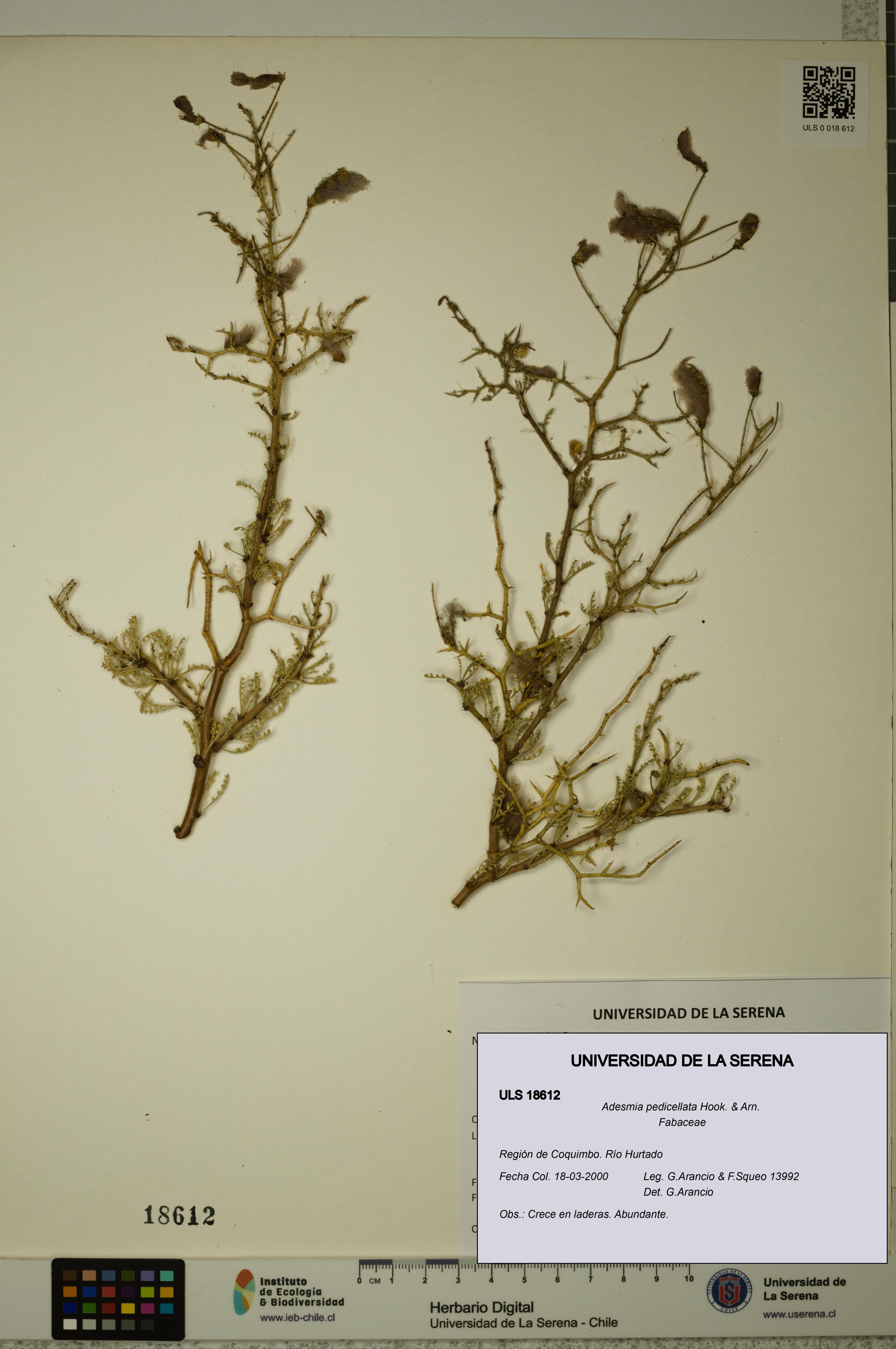 Adesmia pedicellata [Espécimen: ]