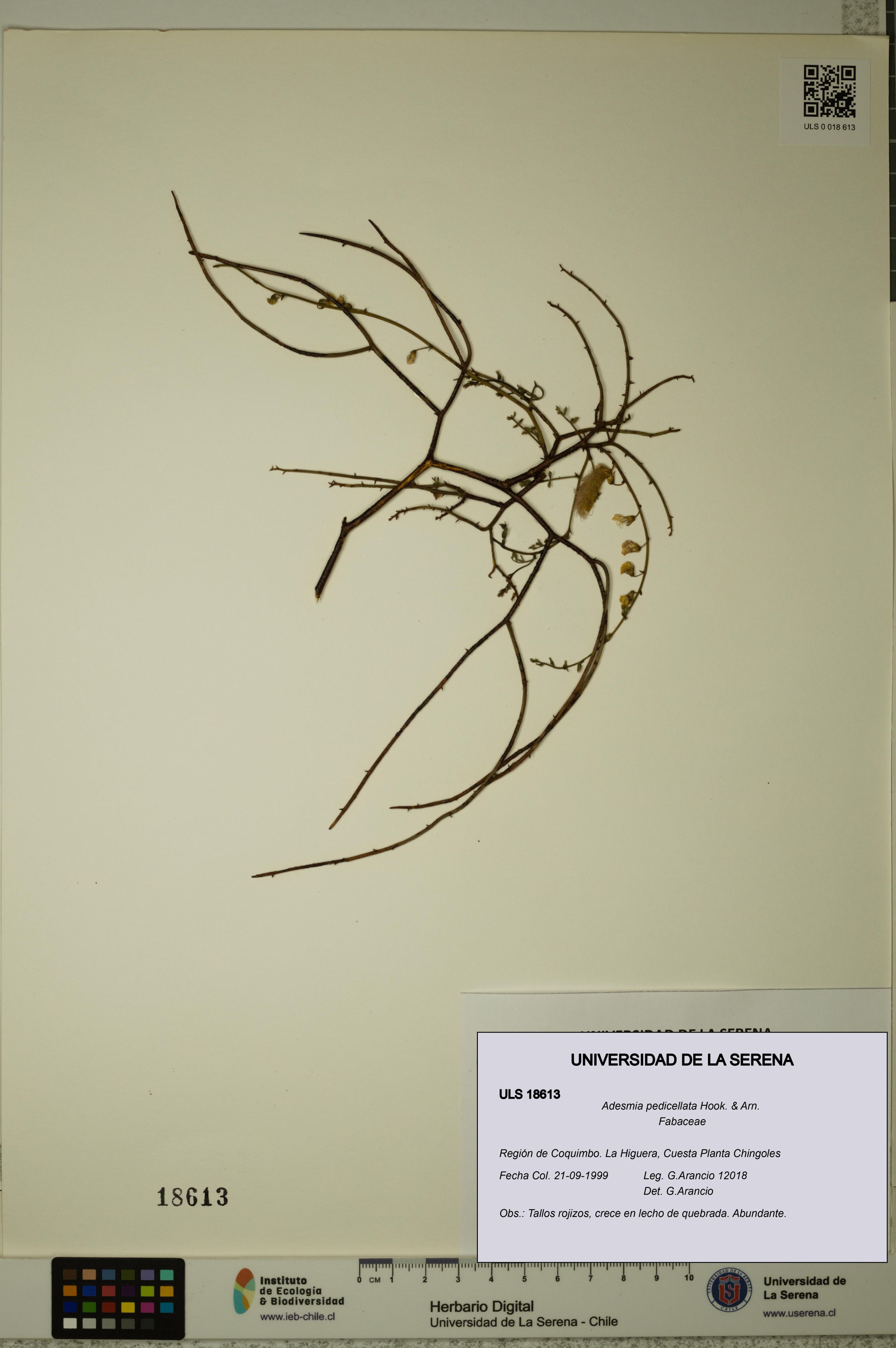 Adesmia pedicellata [Espécimen: ]
