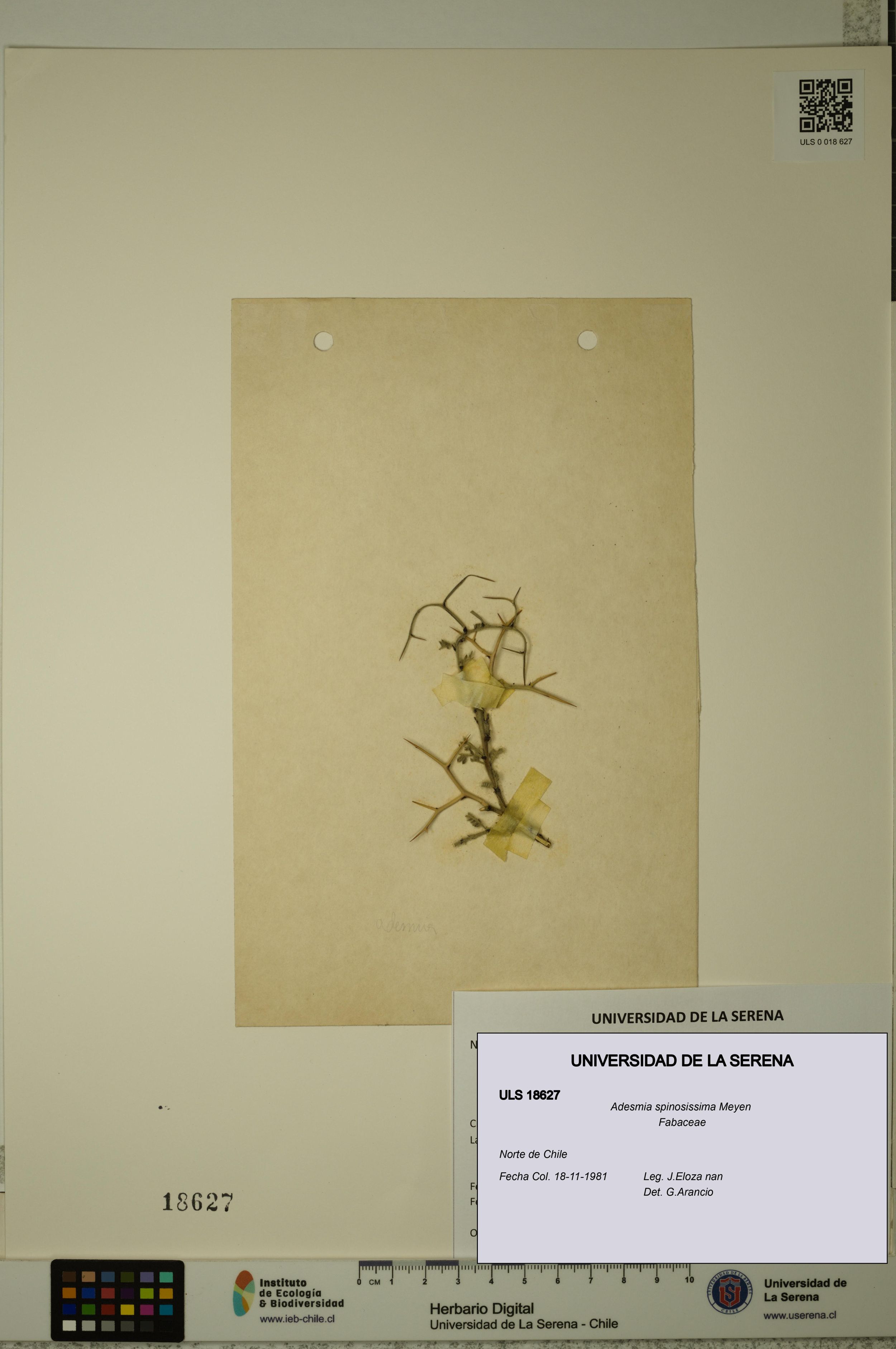 Adesmia spinosissima [Espécimen: ]