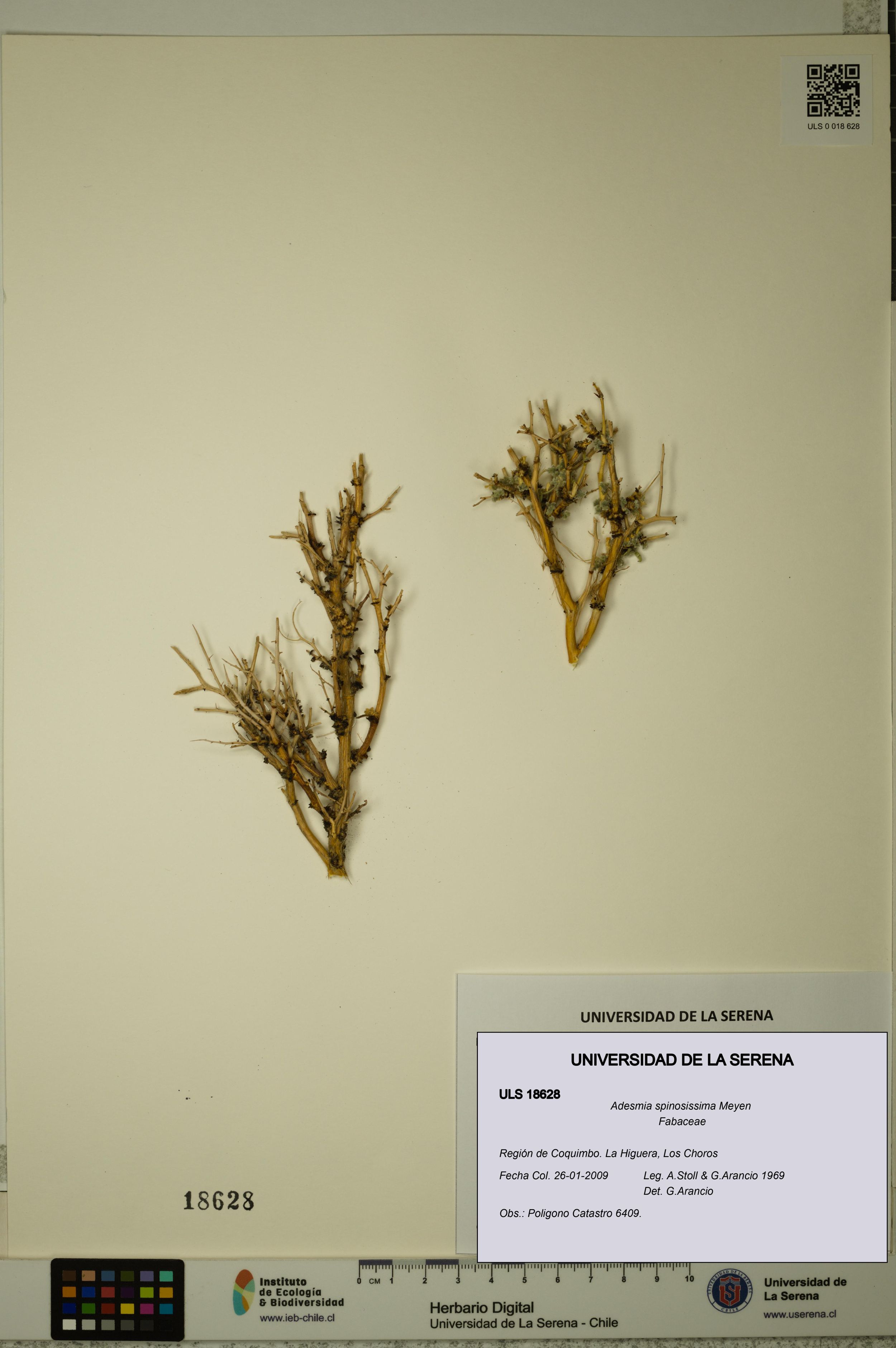 Adesmia spinosissima [Espécimen: ]
