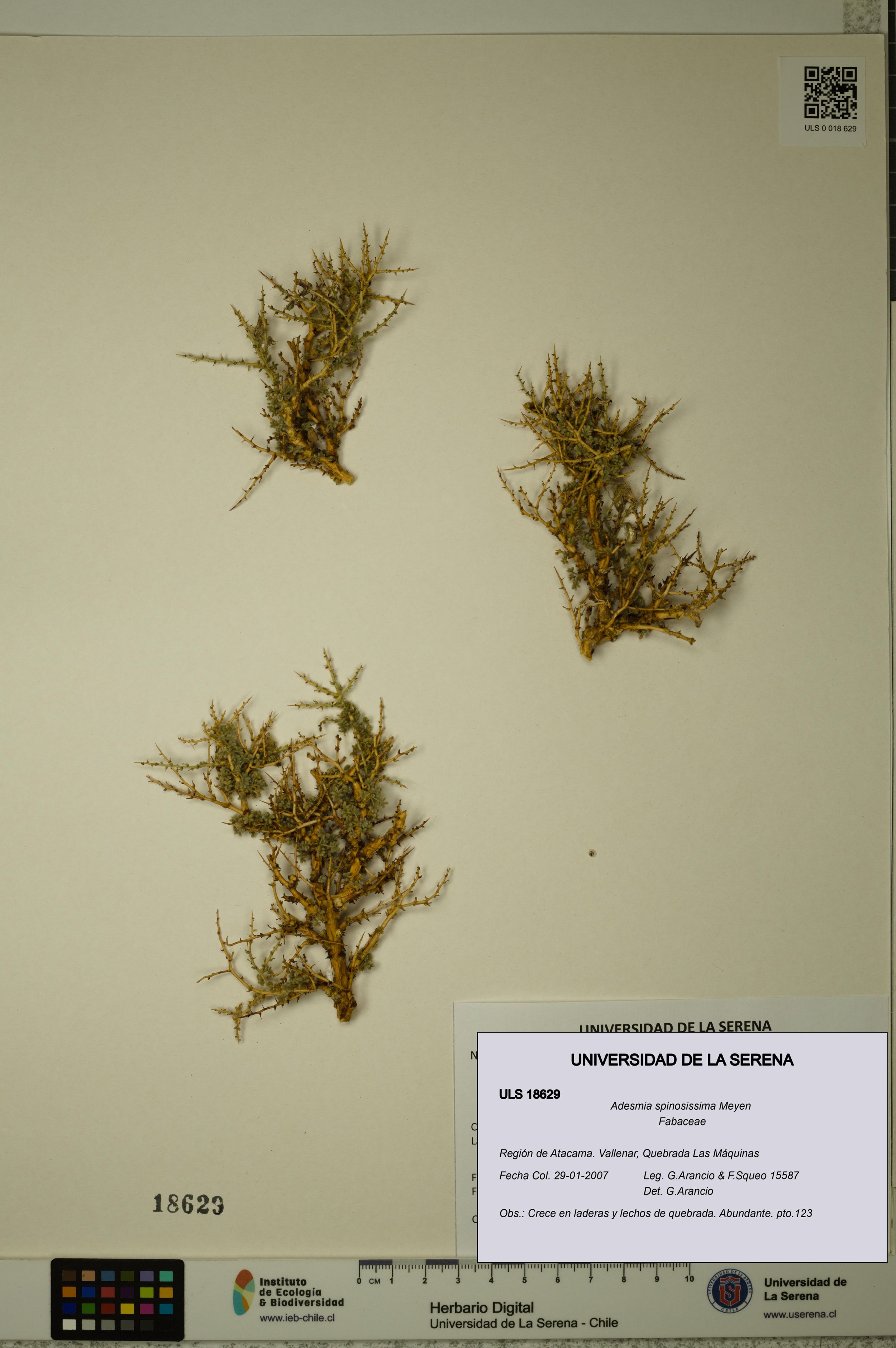 Adesmia spinosissima [Espécimen: ]
