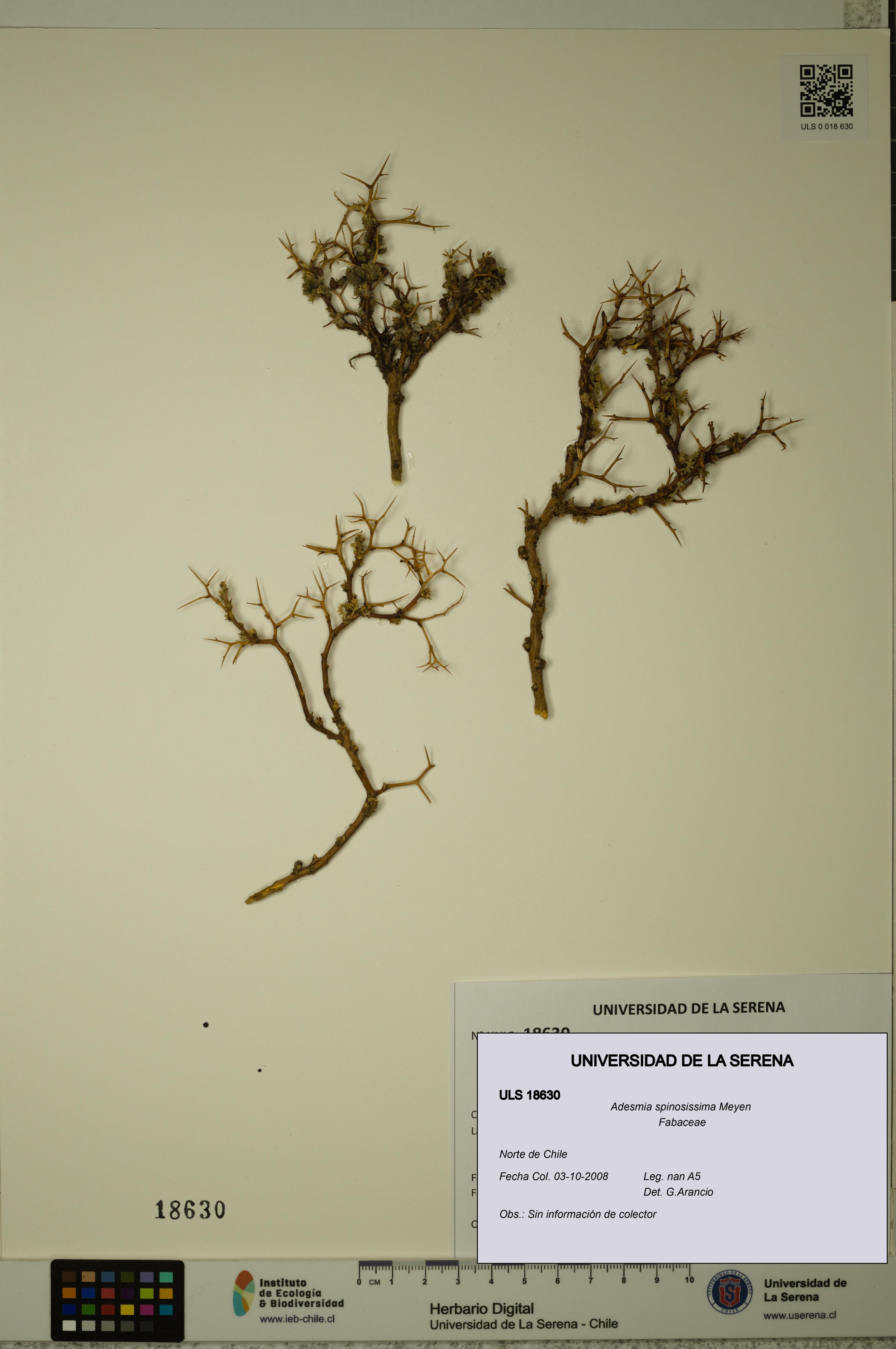Adesmia spinosissima [Espécimen: ]