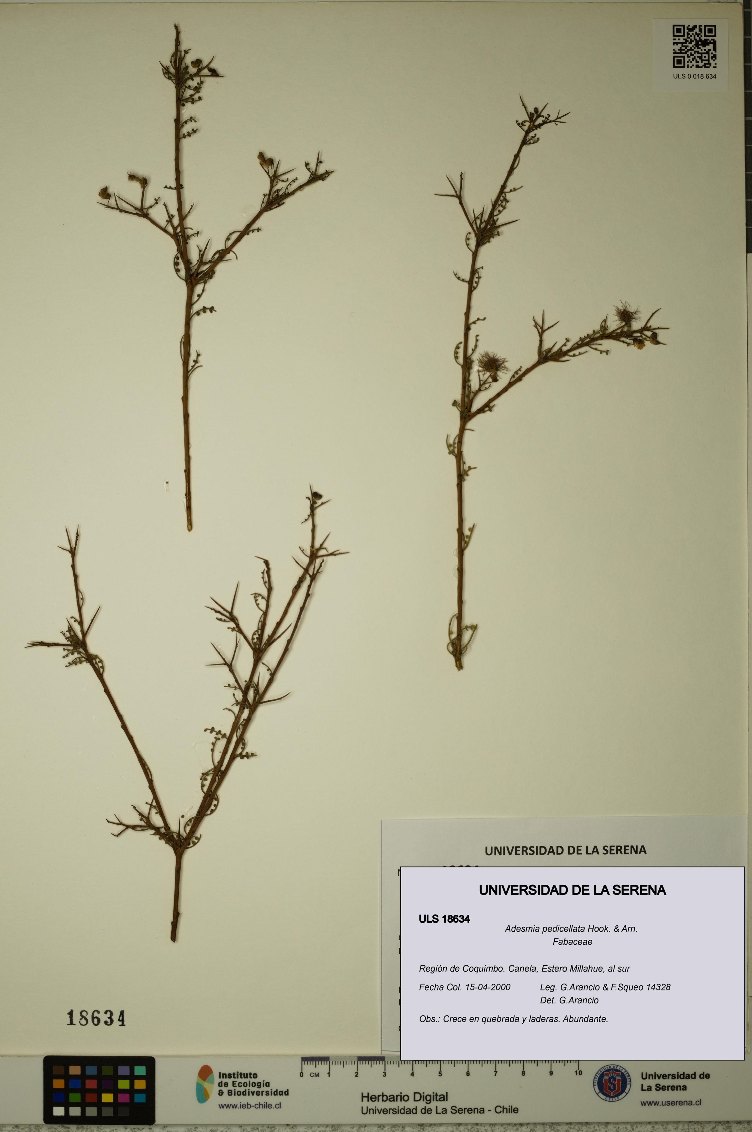 Adesmia pedicellata [Espécimen: ]