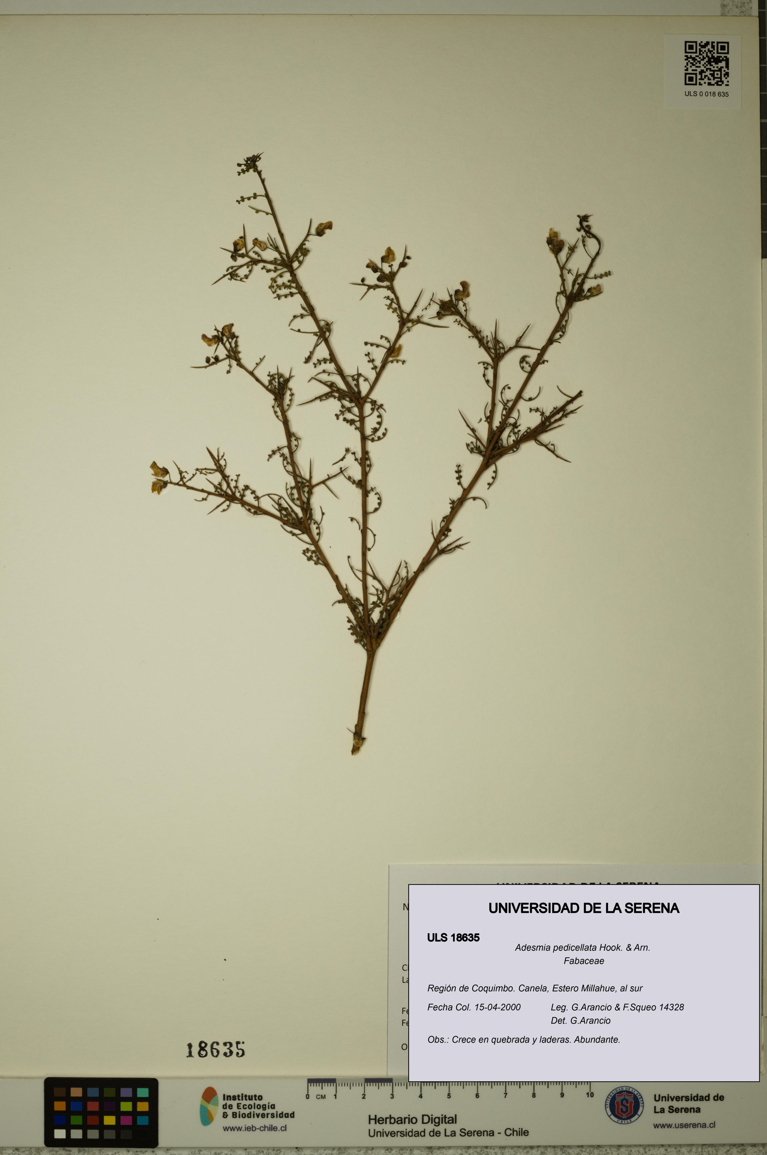Adesmia pedicellata [Espécimen: ]