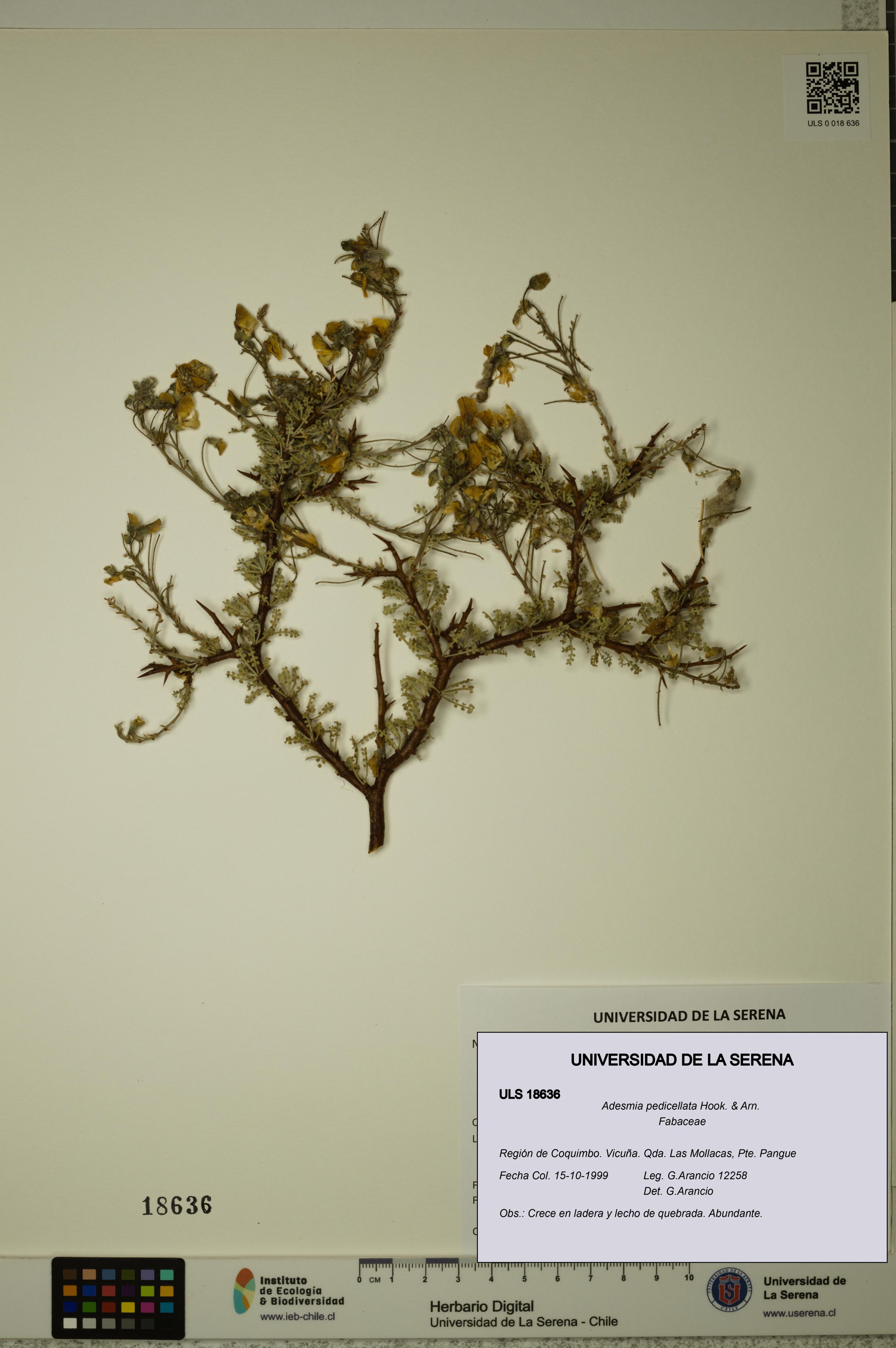 Adesmia pedicellata [Espécimen: ]
