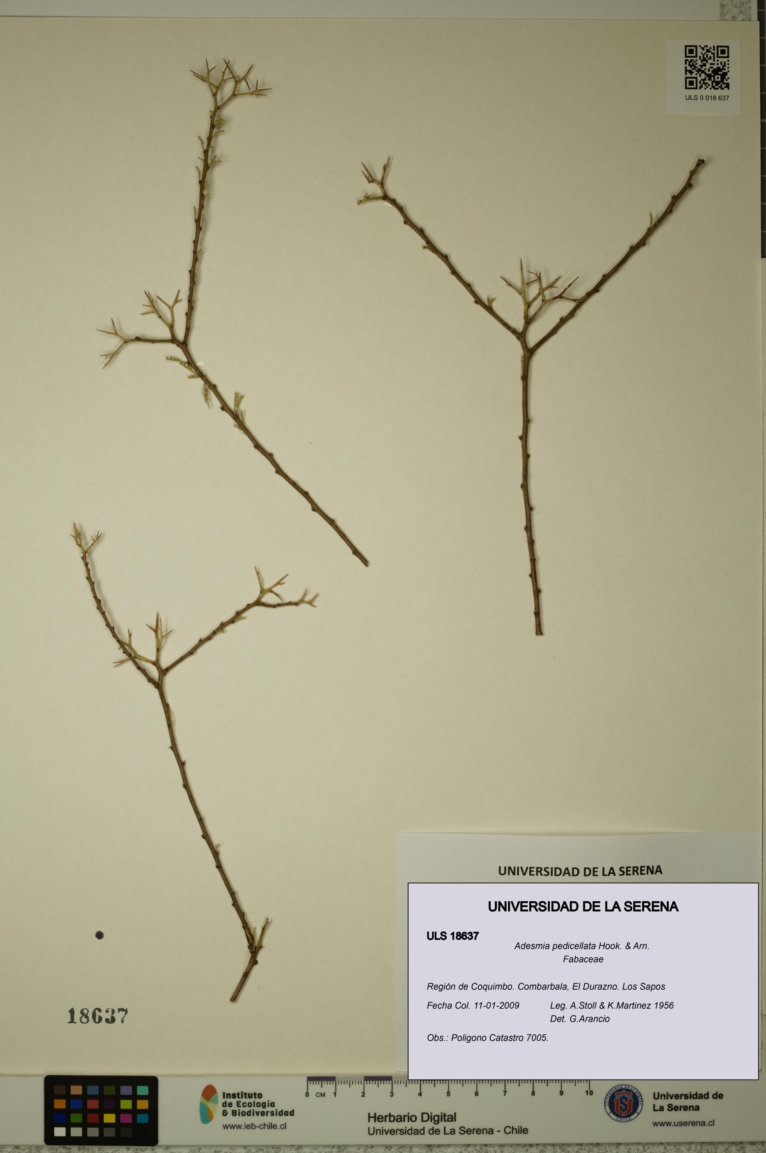 Adesmia pedicellata [Espécimen: ]