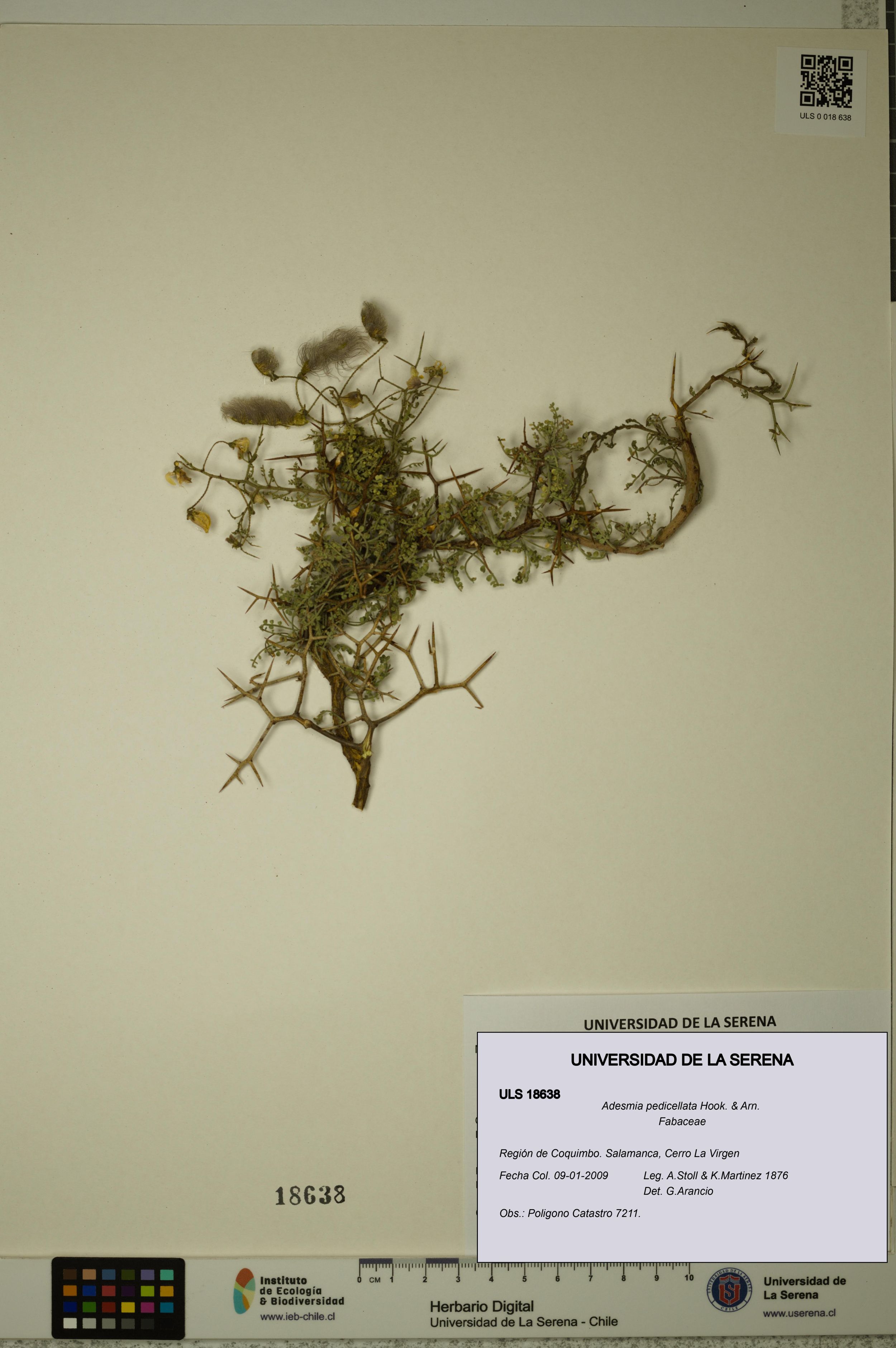 Adesmia pedicellata [Espécimen: ]