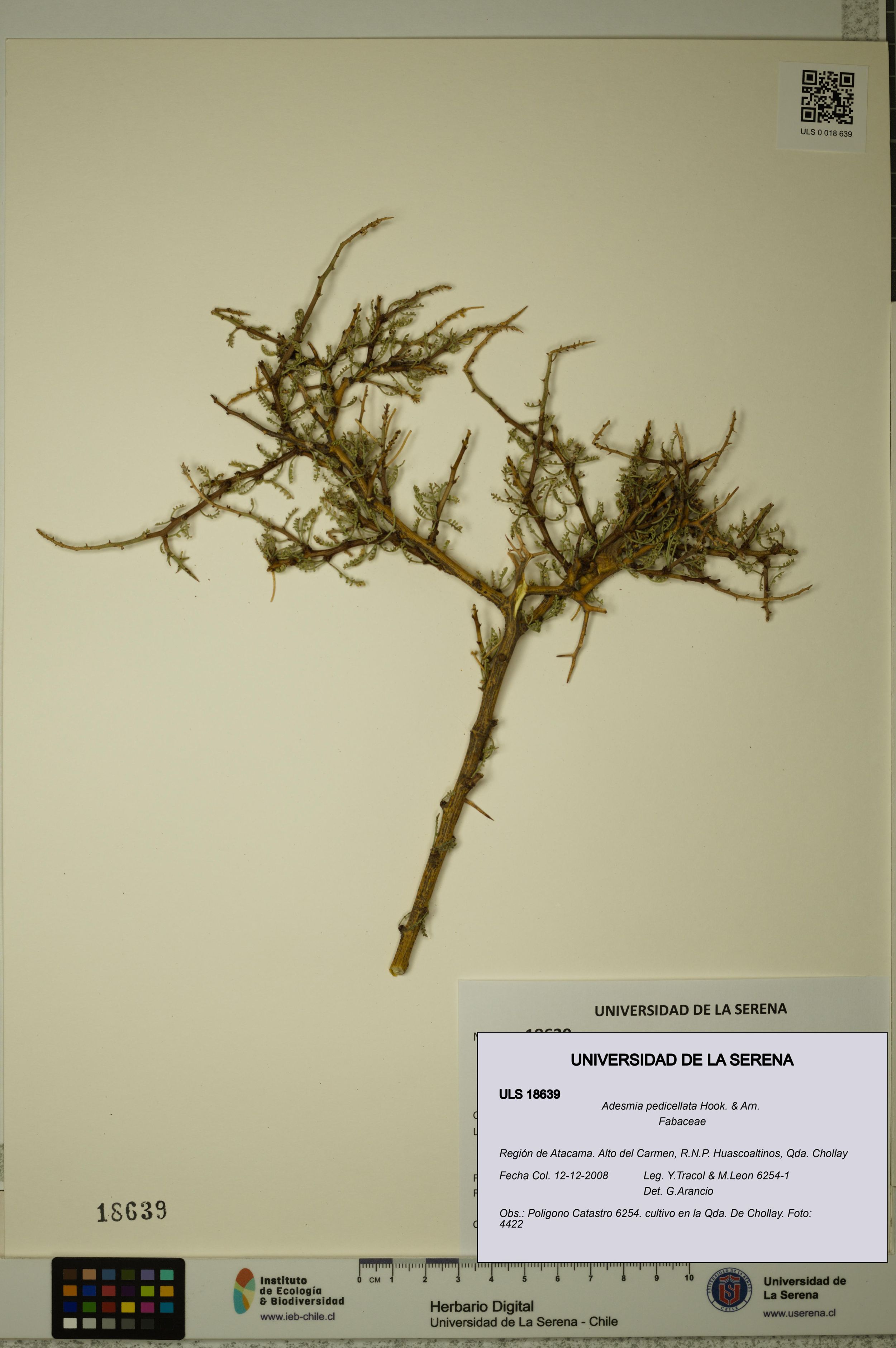 Adesmia pedicellata [Espécimen: ]