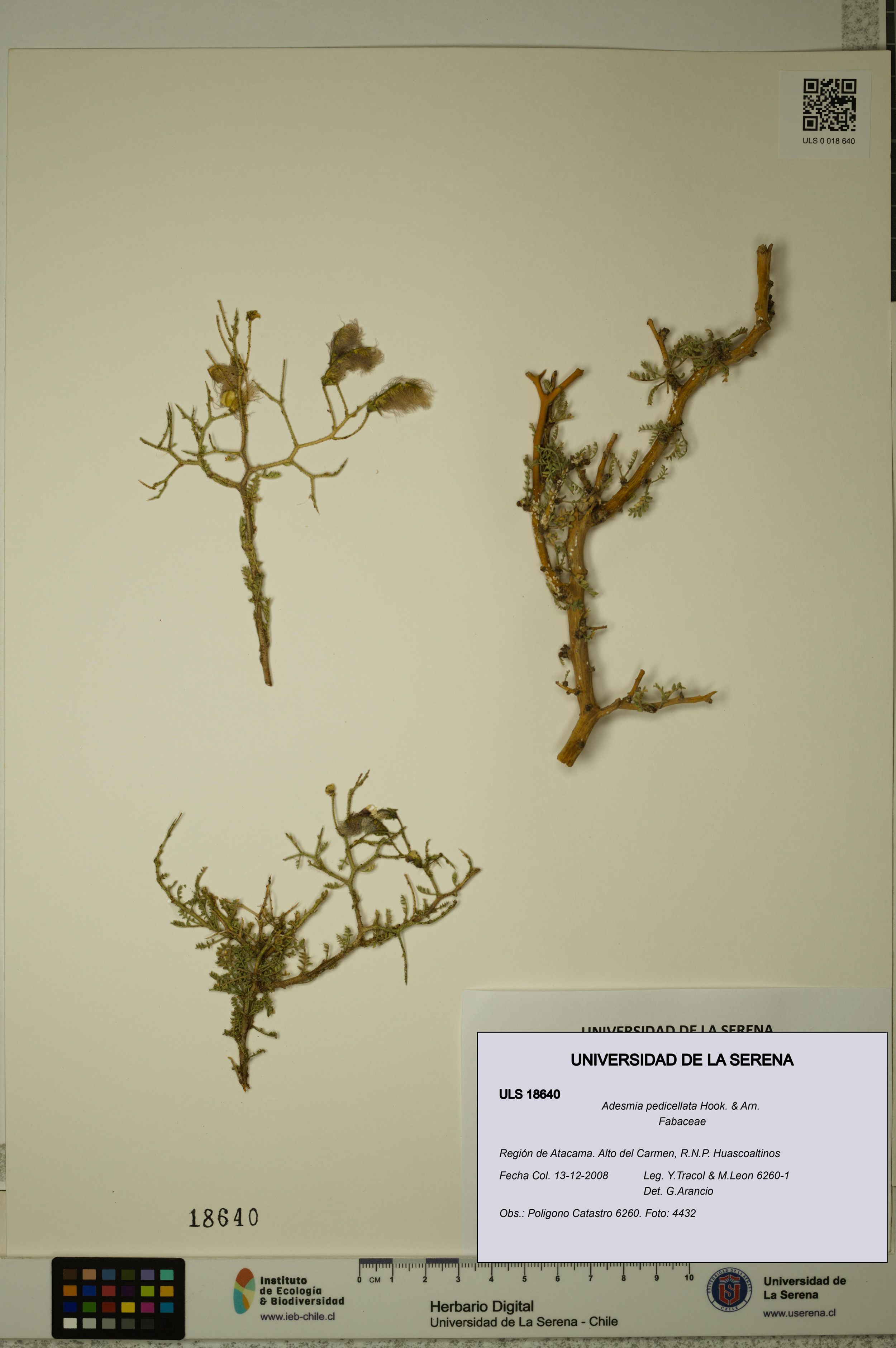 Adesmia pedicellata [Espécimen: ]
