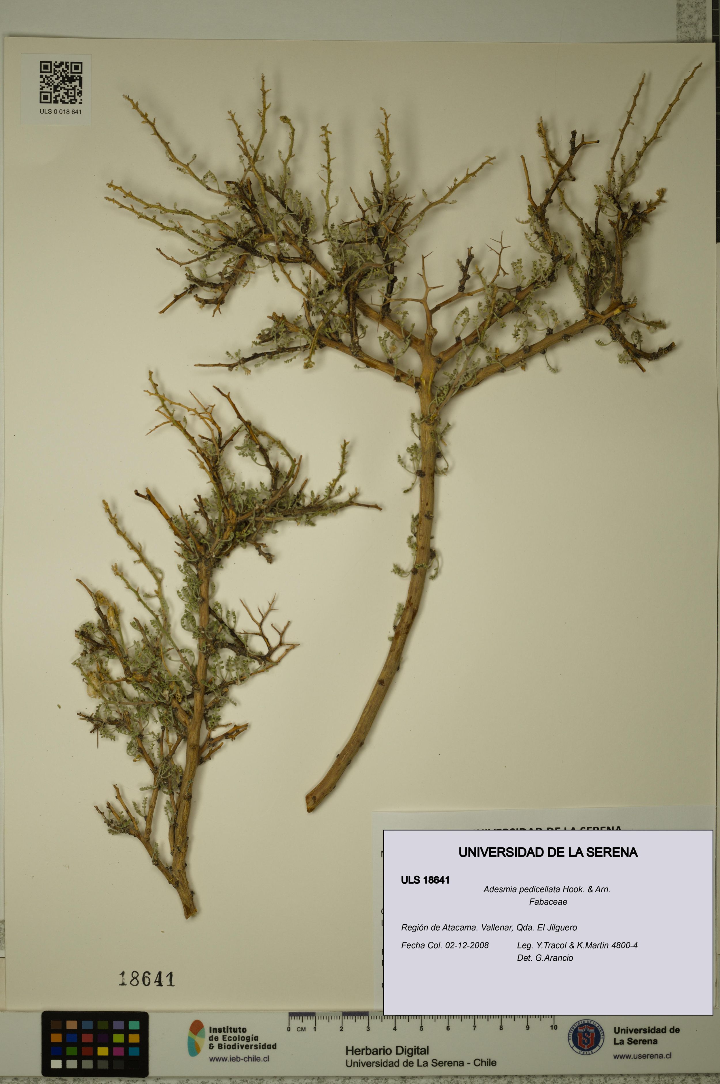 Adesmia pedicellata [Espécimen: ]