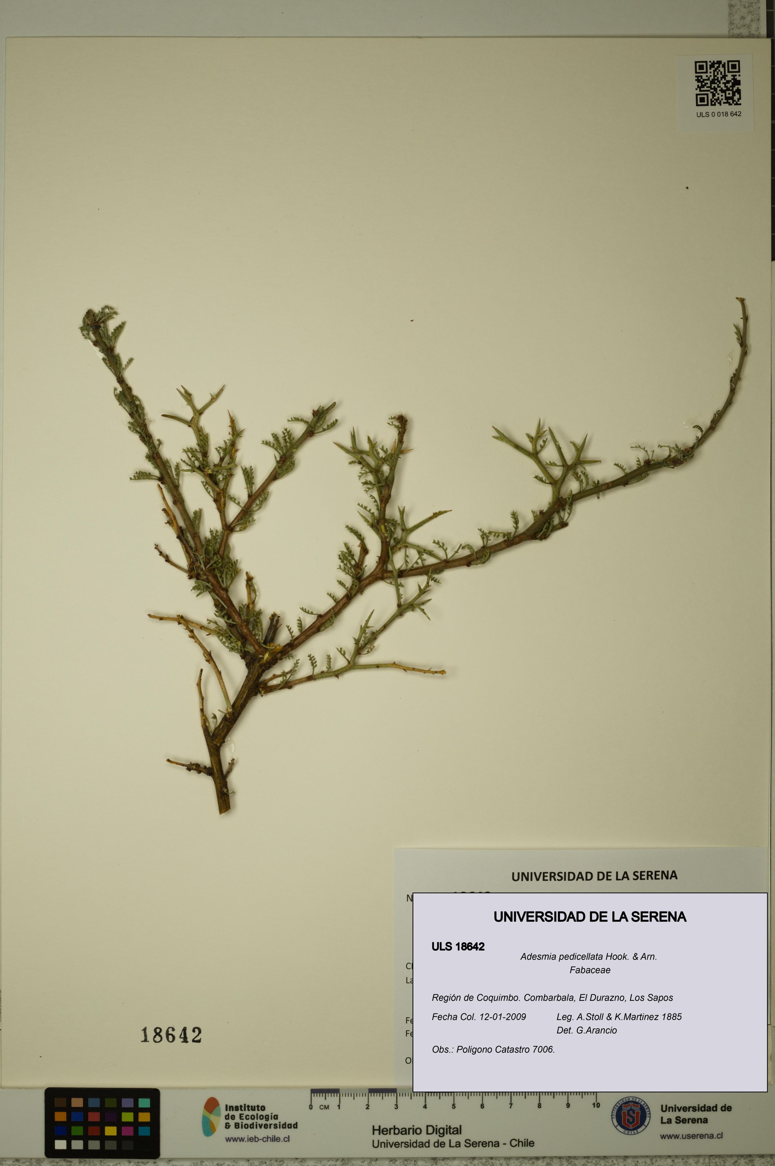 Adesmia pedicellata [Espécimen: ]