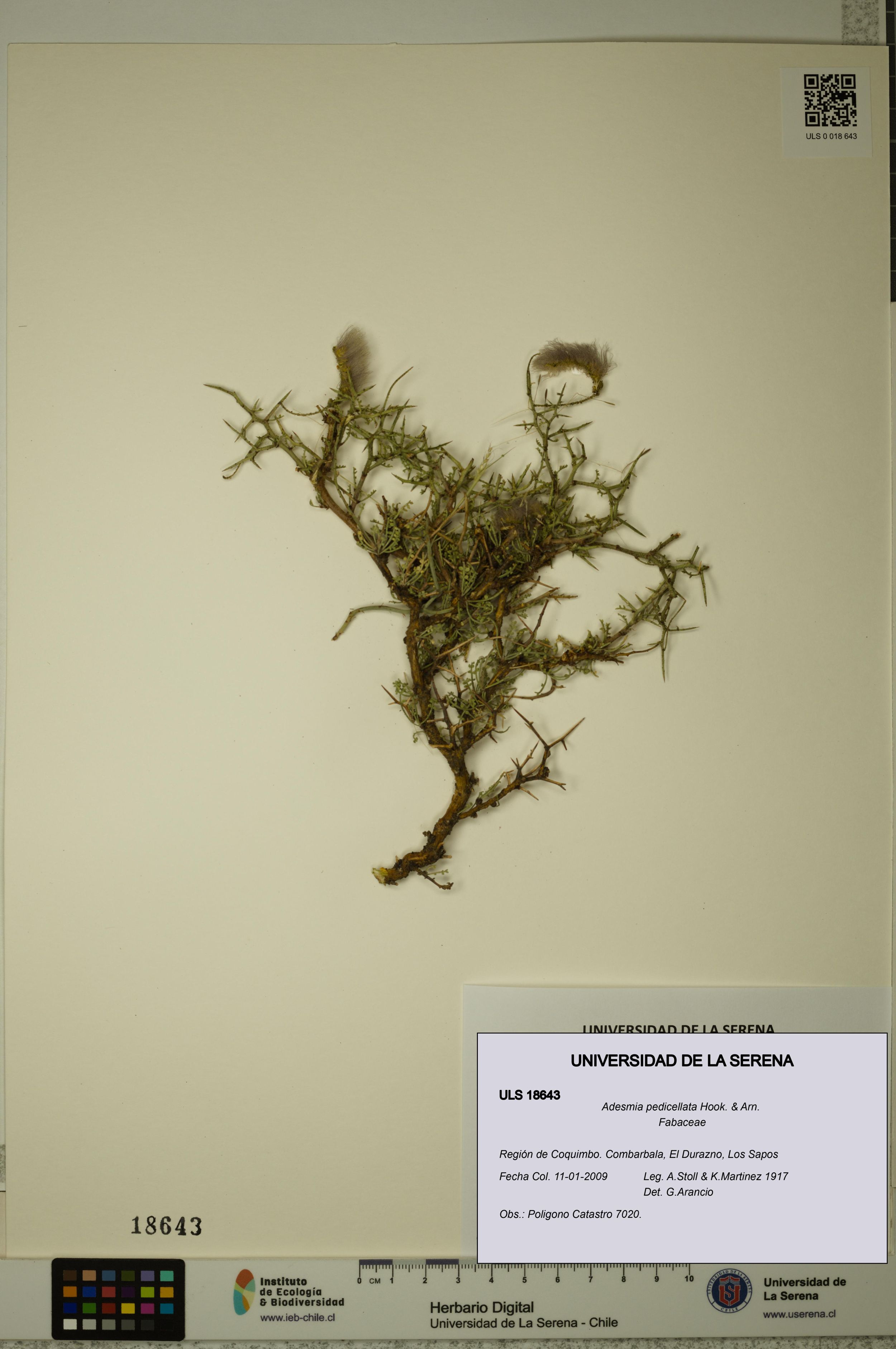 Adesmia pedicellata [Espécimen: ]