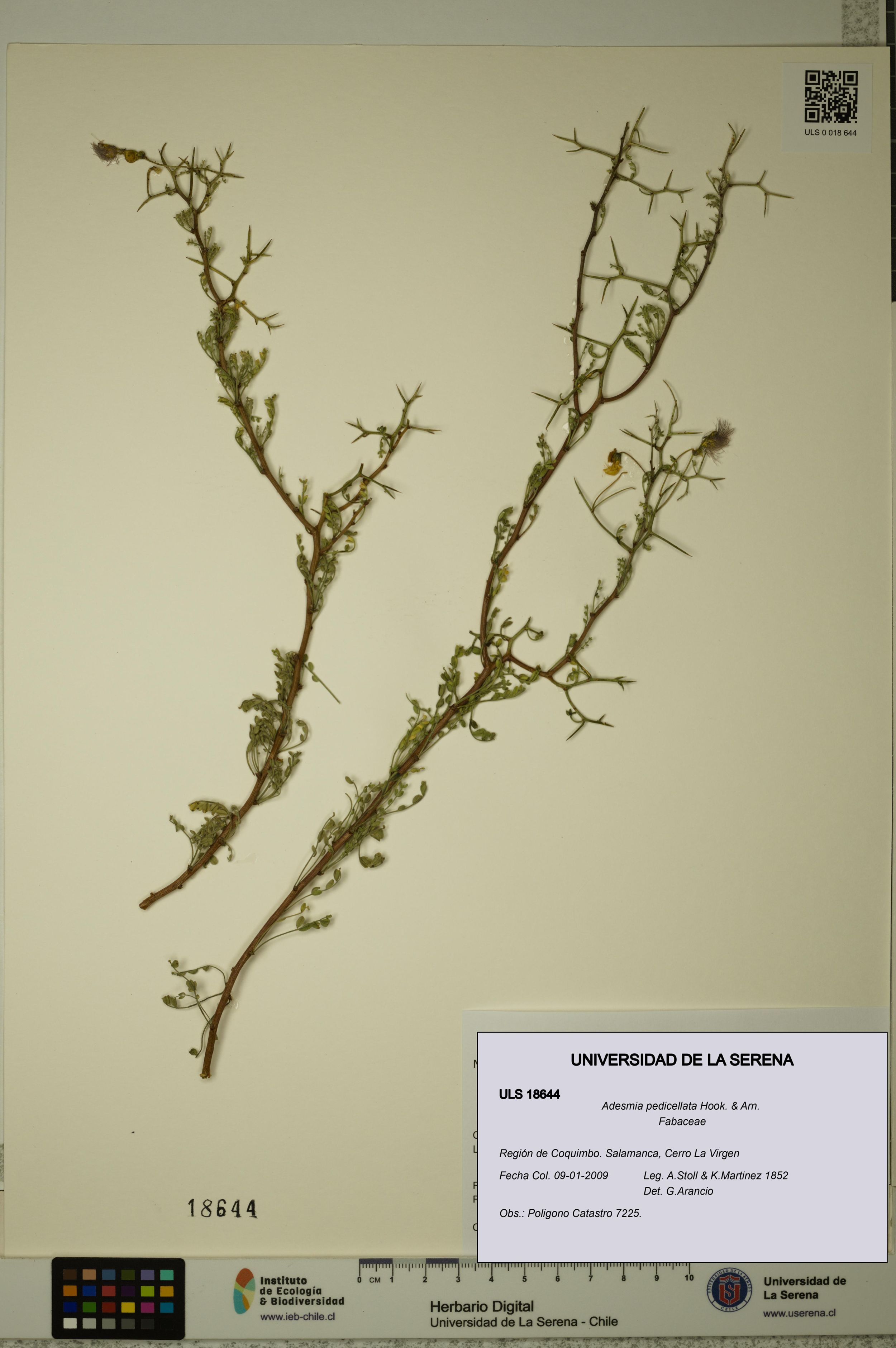 Adesmia pedicellata [Espécimen: ]