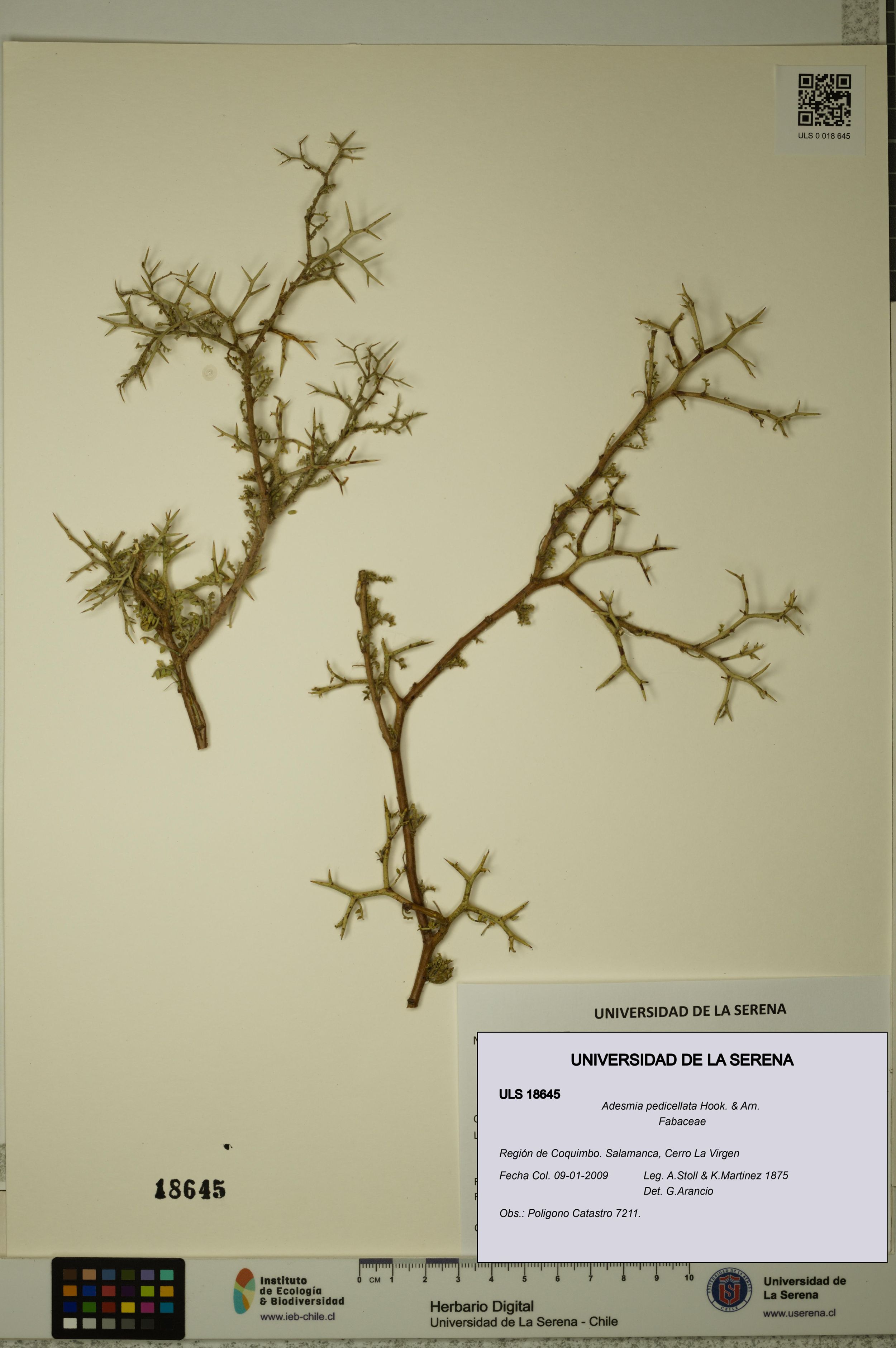 Adesmia pedicellata [Espécimen: ]