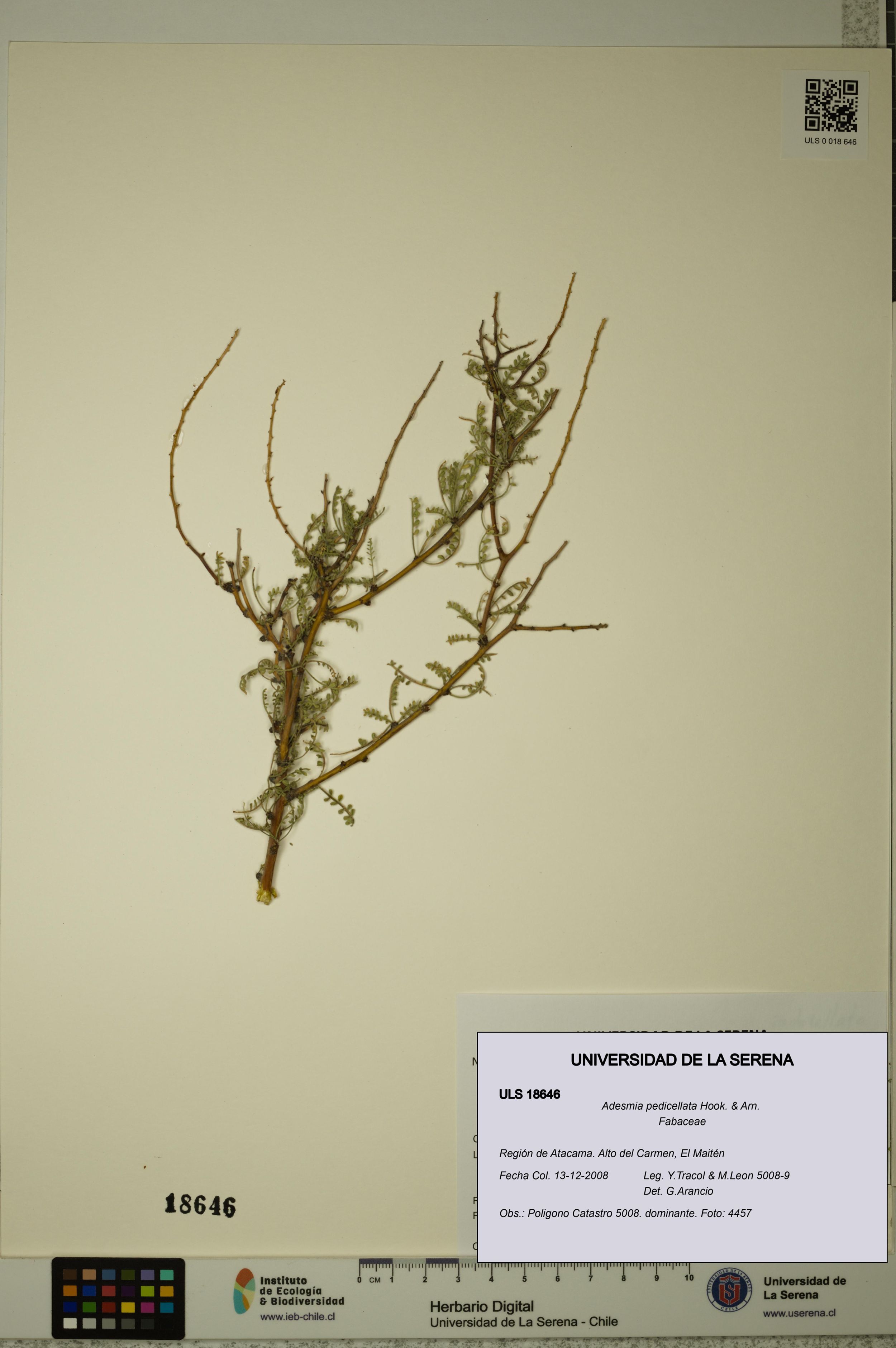 Adesmia pedicellata [Espécimen: ]