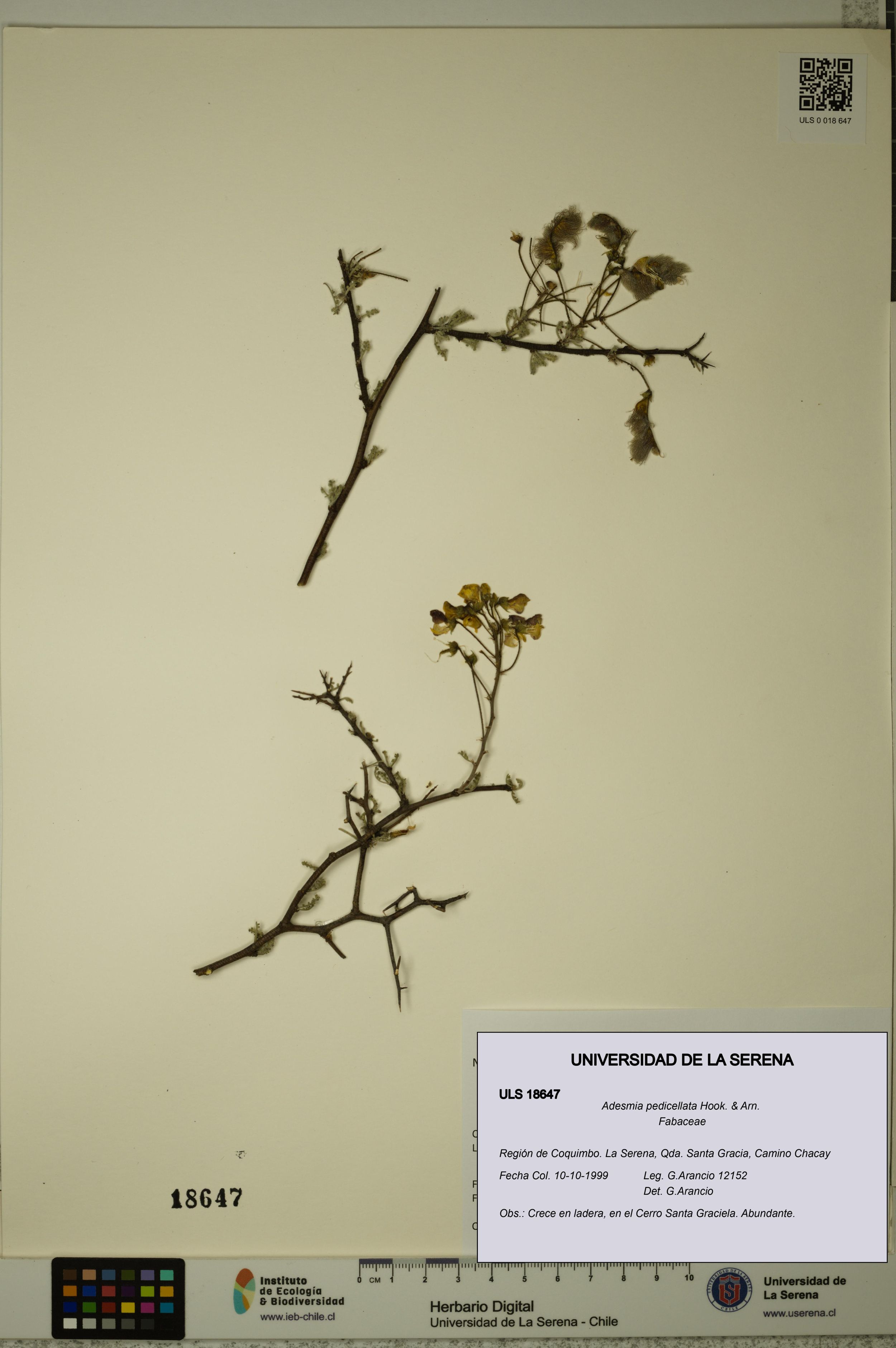 Adesmia pedicellata [Espécimen: ]