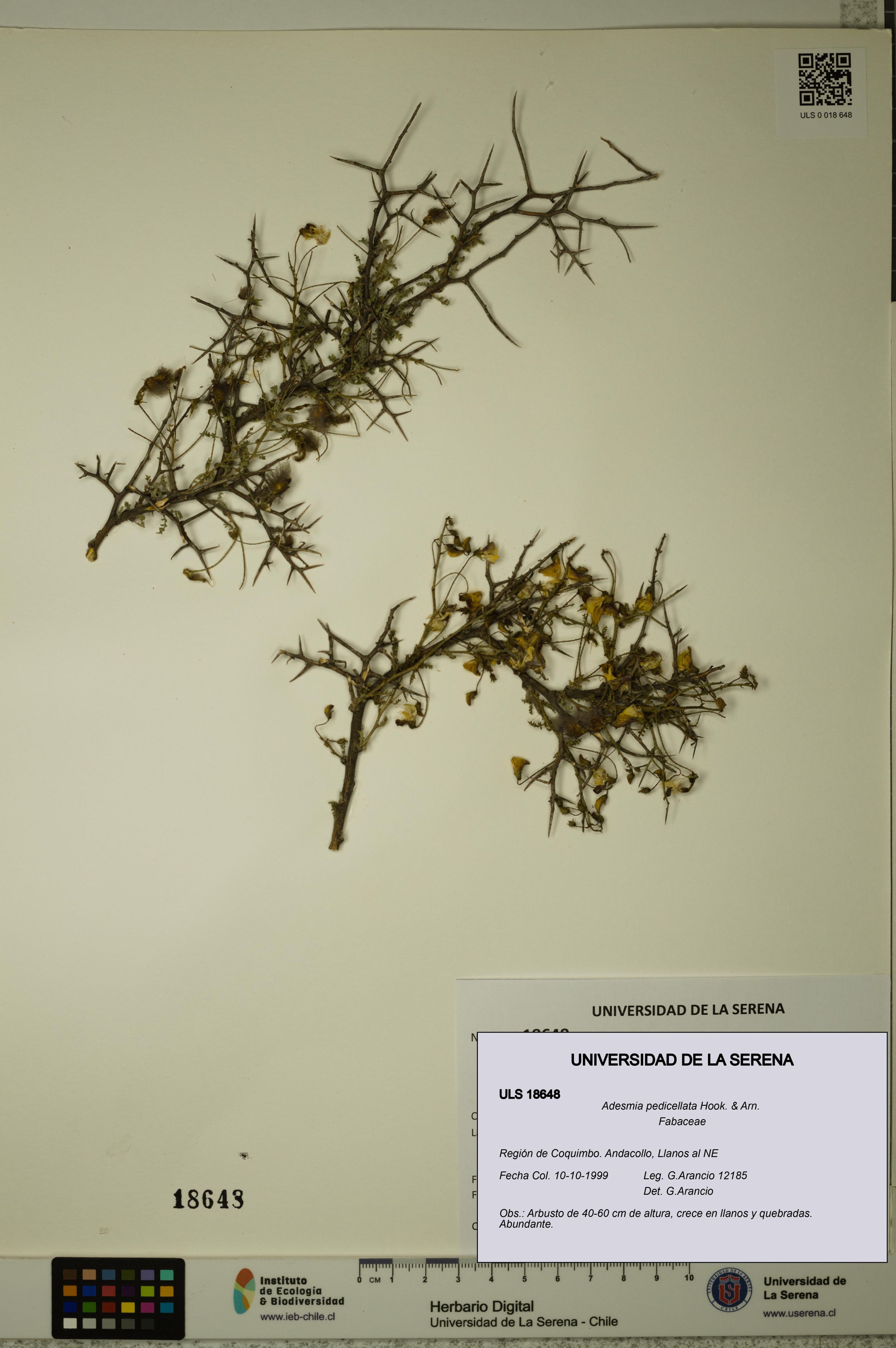 Adesmia pedicellata [Espécimen: ]