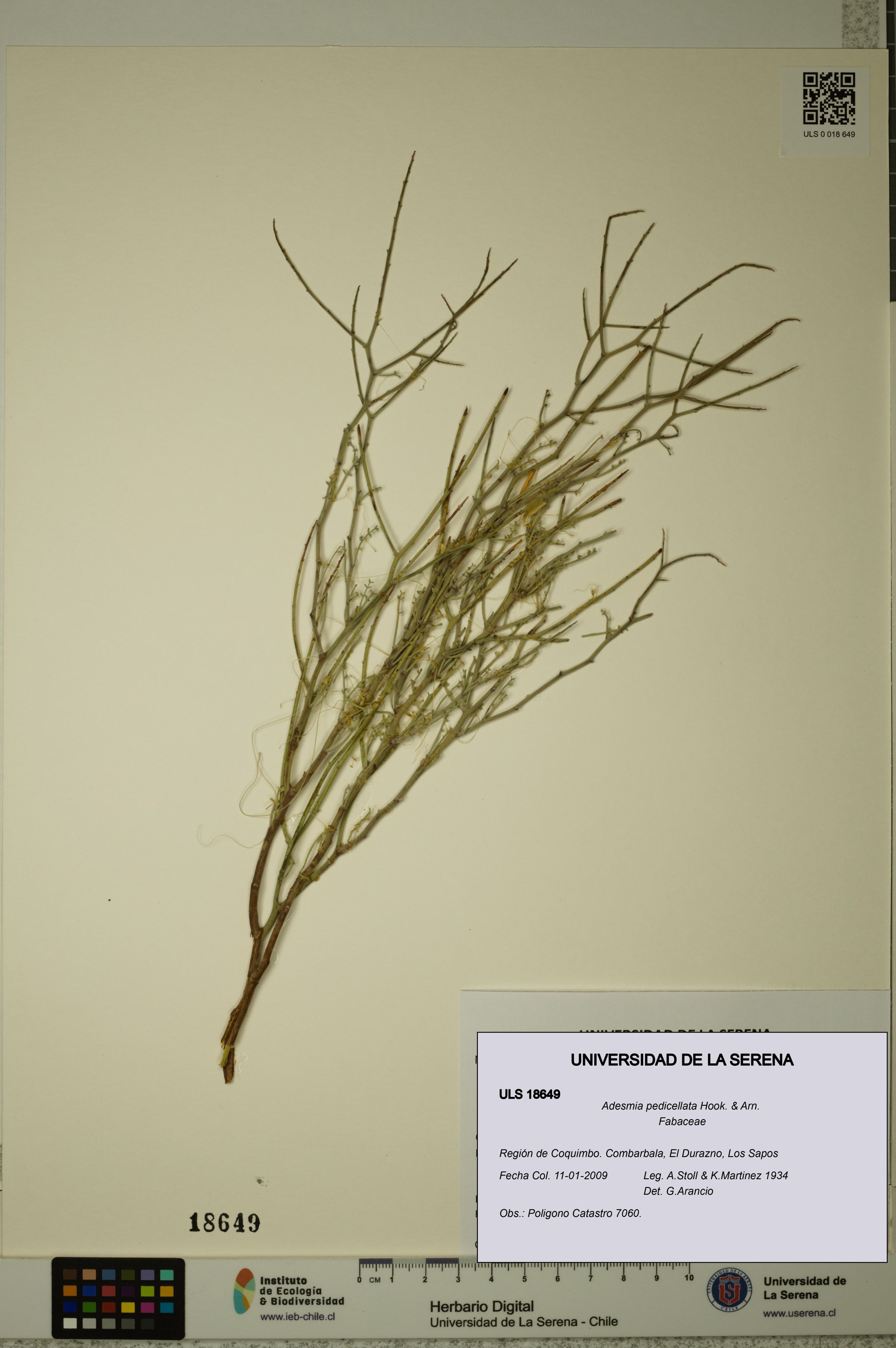 Adesmia pedicellata [Espécimen: ]