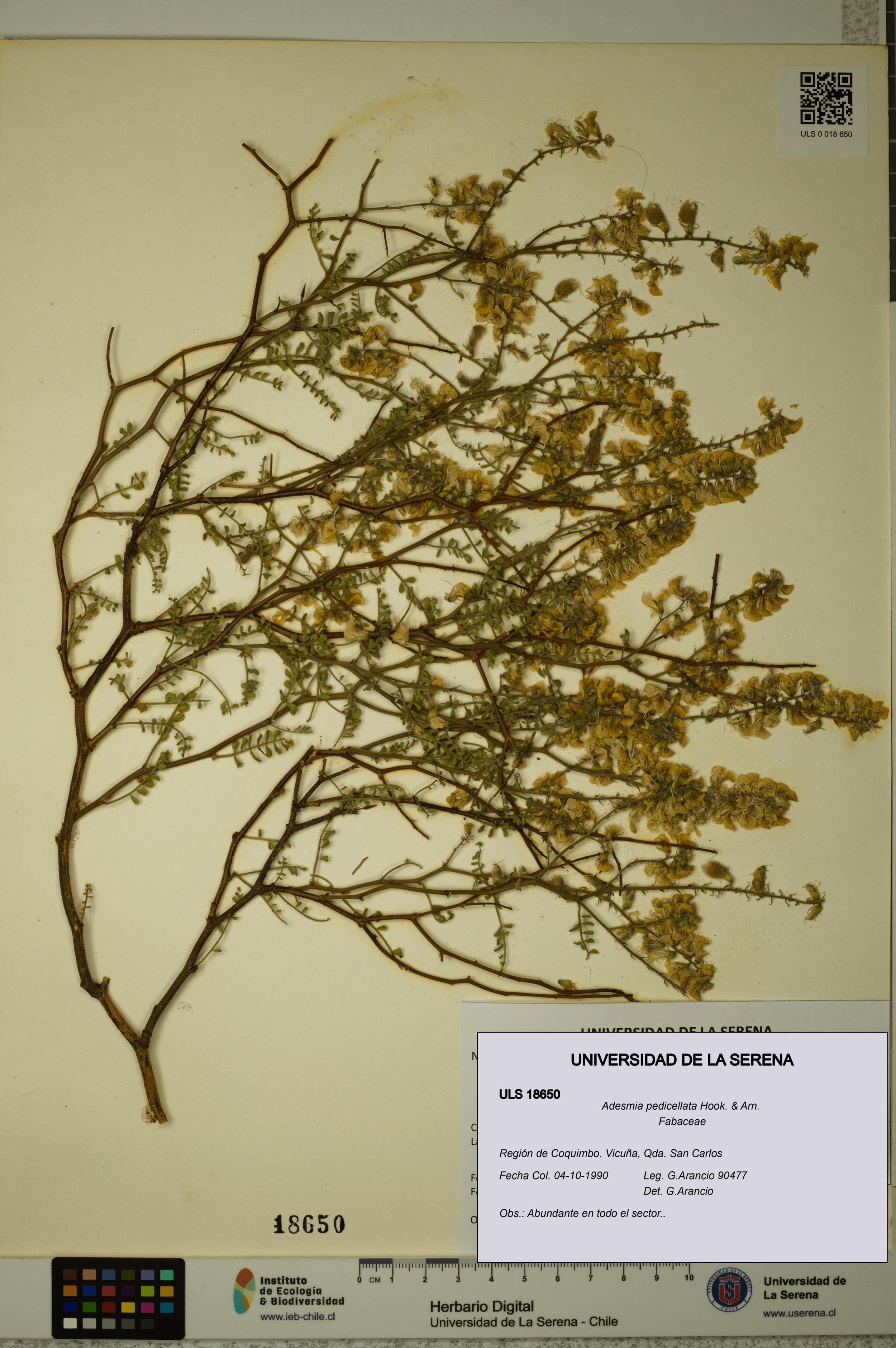 Adesmia pedicellata [Espécimen: ]