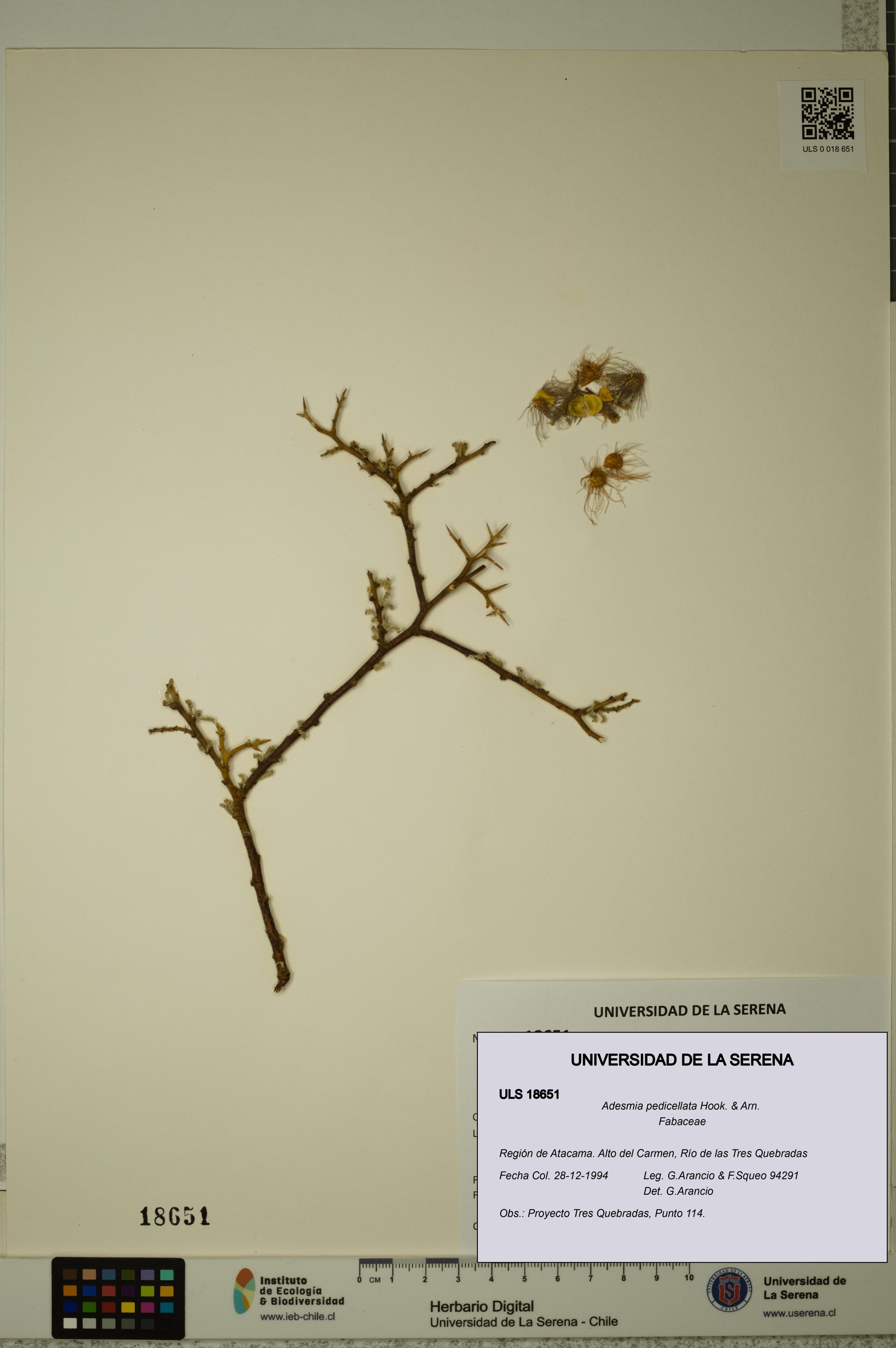 Adesmia pedicellata [Espécimen: ]