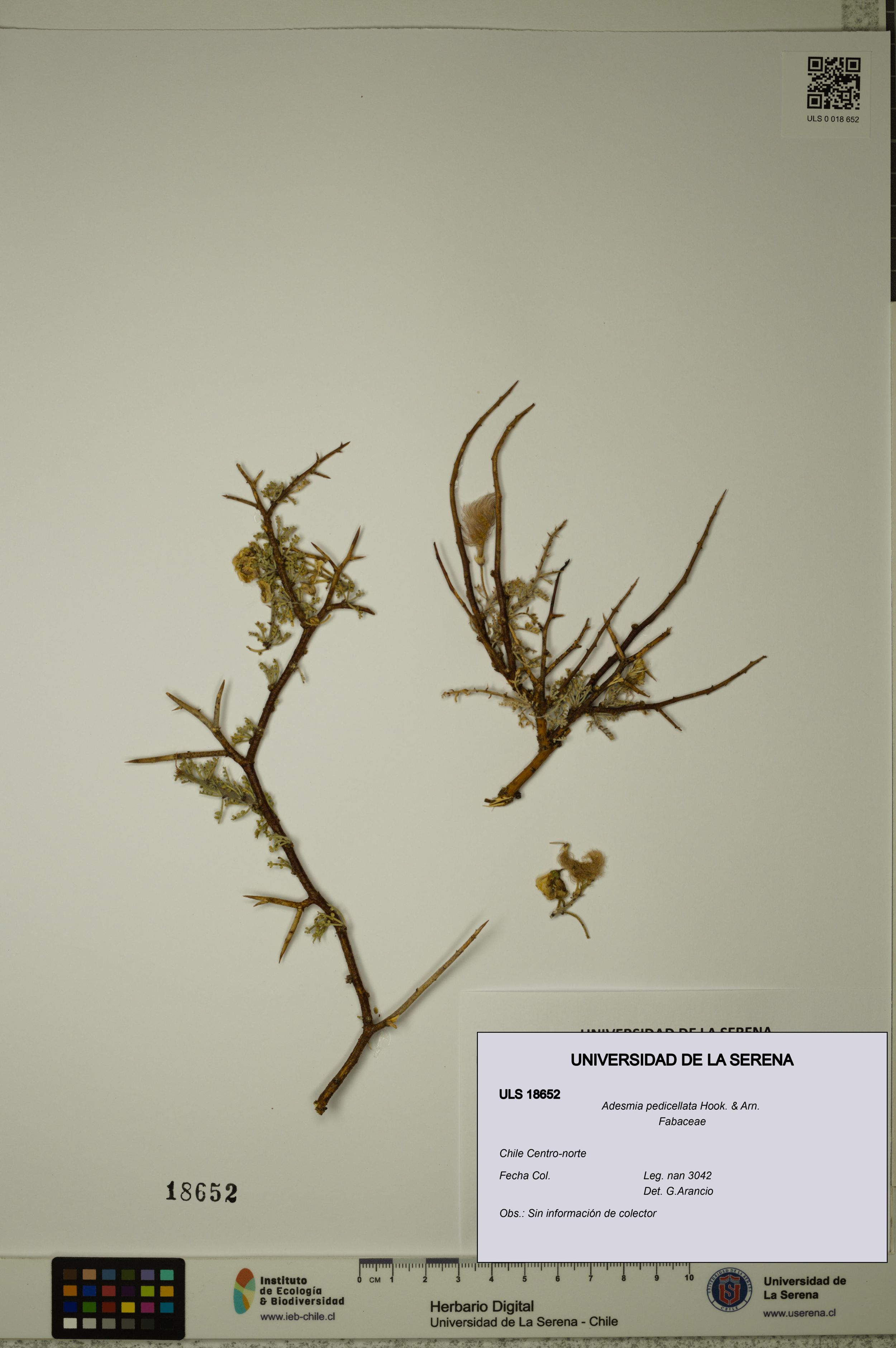 Adesmia pedicellata [Espécimen: ]