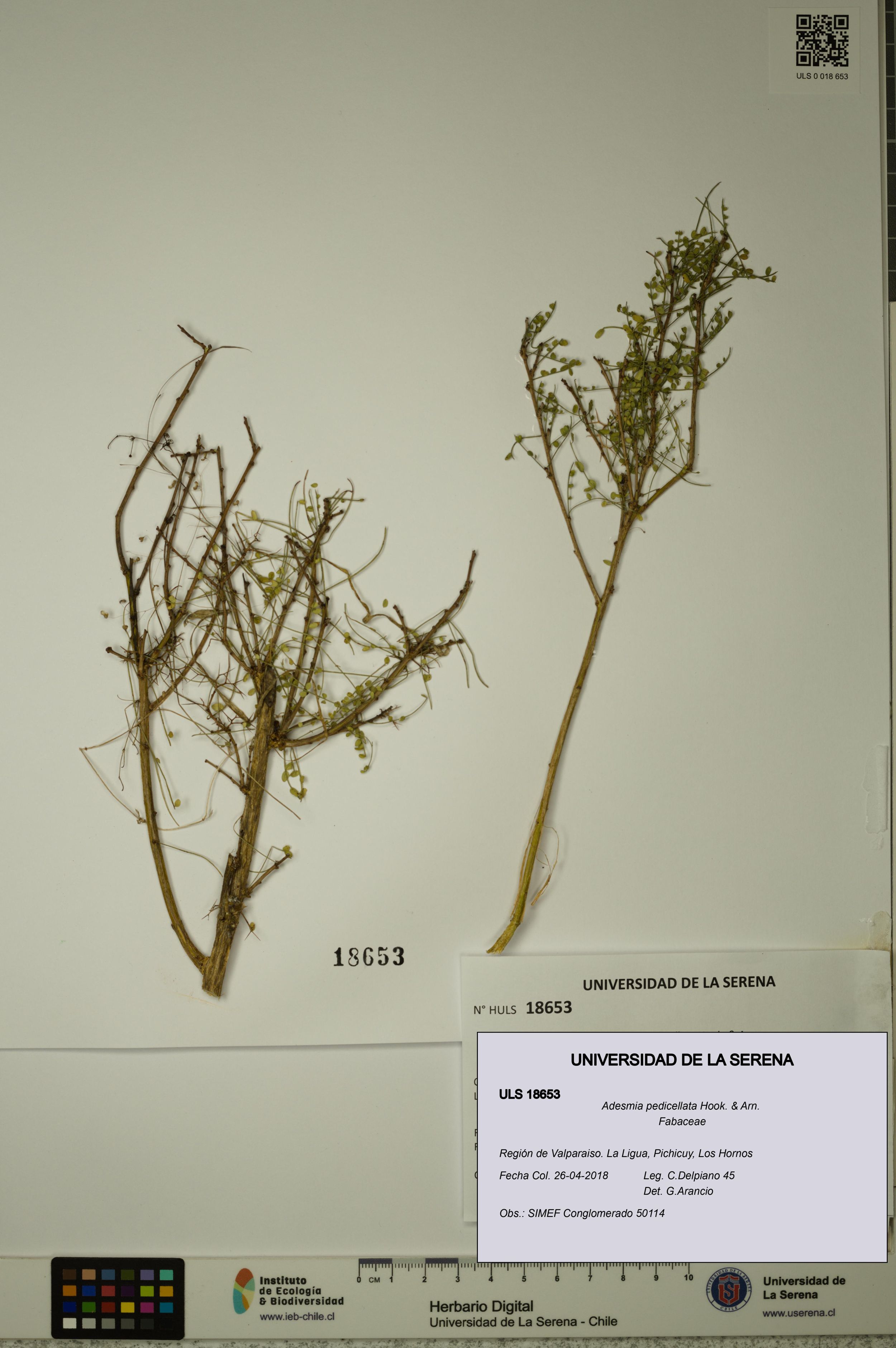 Adesmia pedicellata [Espécimen: ]