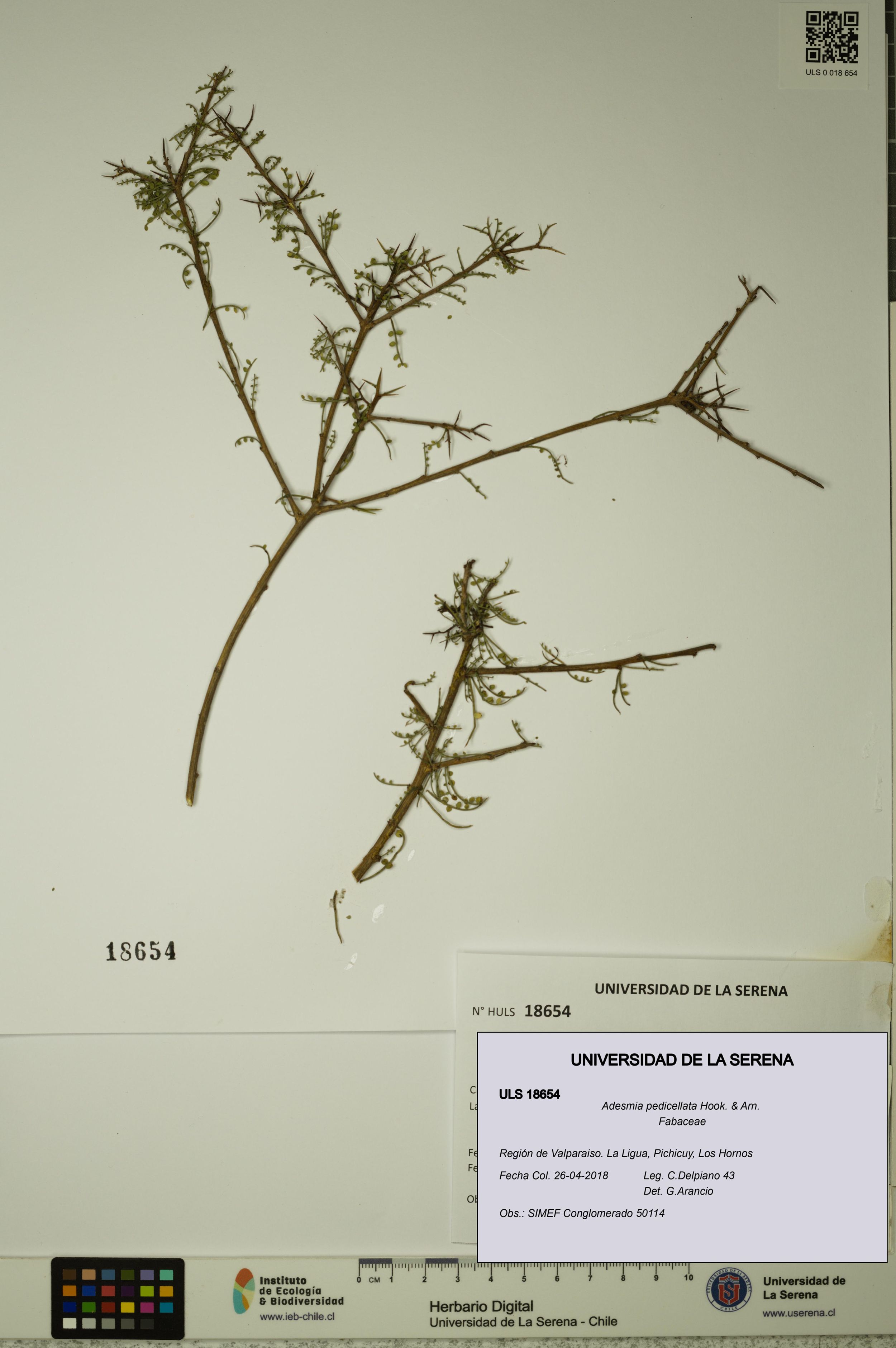 Adesmia pedicellata [Espécimen: ]